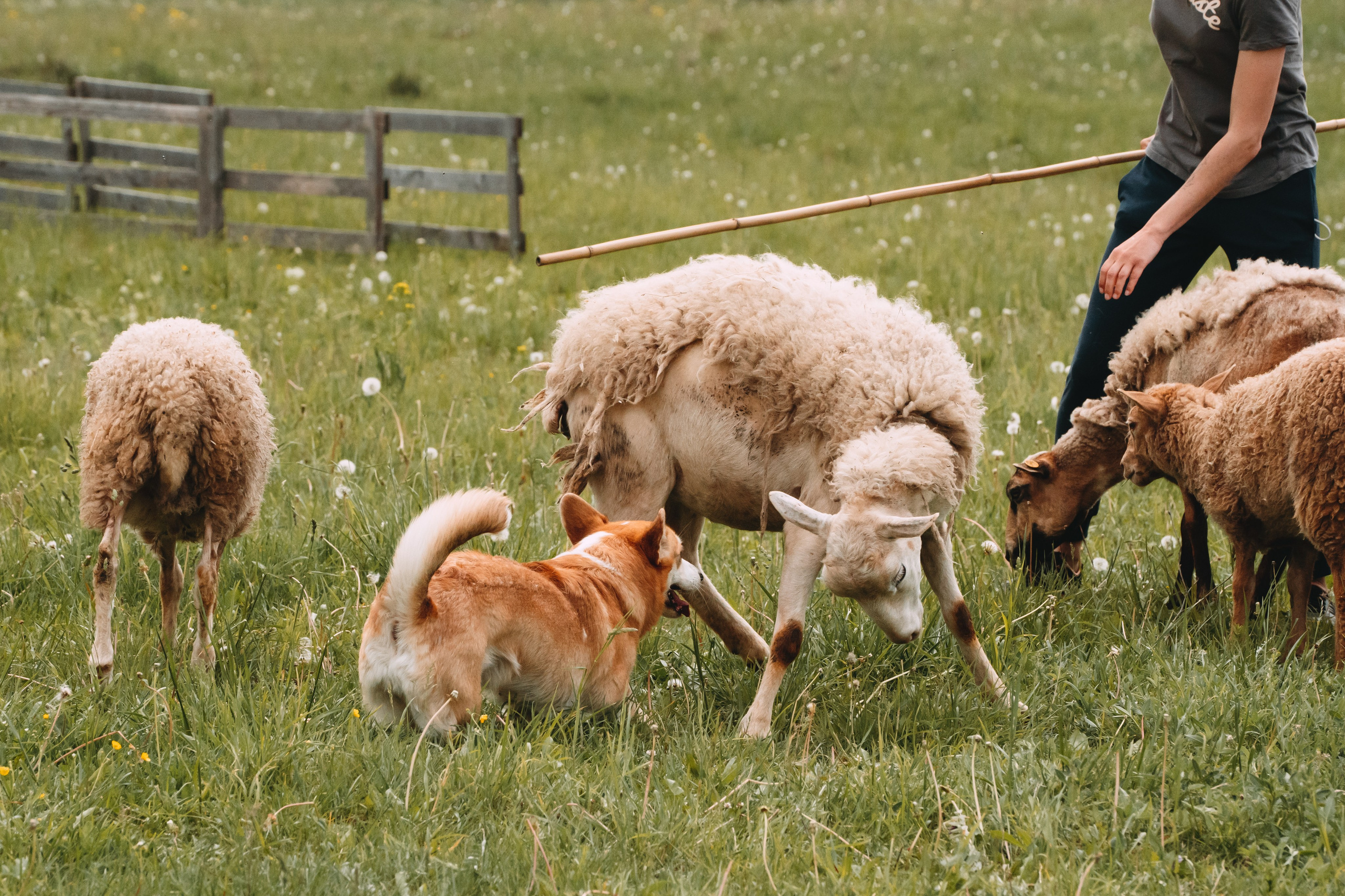 Состязания по пастушьей службе 1-2.06.24, Заостровье. Фотограф-анималист Анастасия Большакова