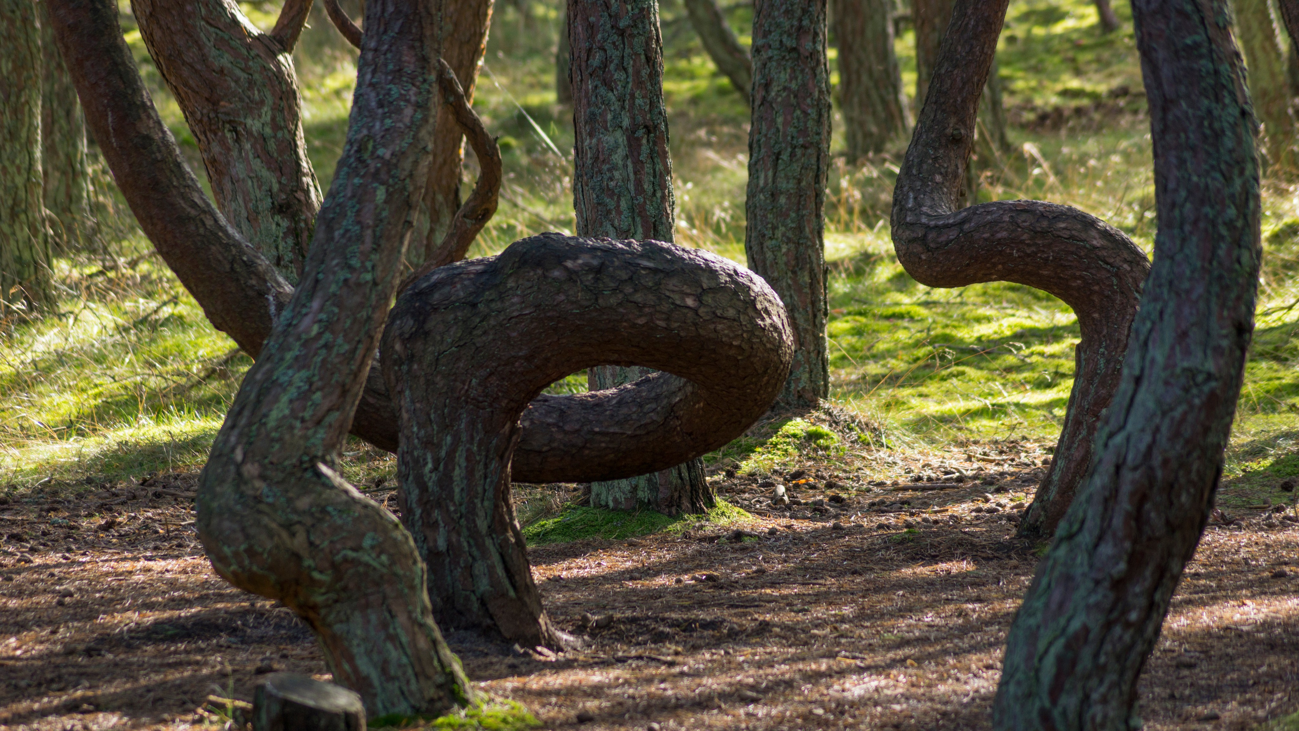 Куршская коса. Фотограф-путешественник Самойлов Максим «Sly Fox»