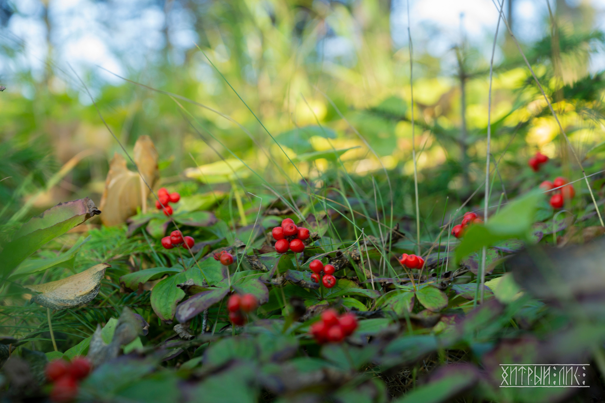 Сахалин. Фотограф-путешественник Самойлов Максим «Sly Fox»