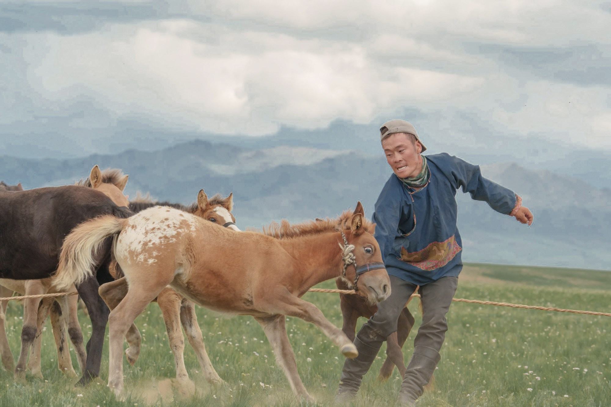 A Mongolian nomad ties up a foal for taming