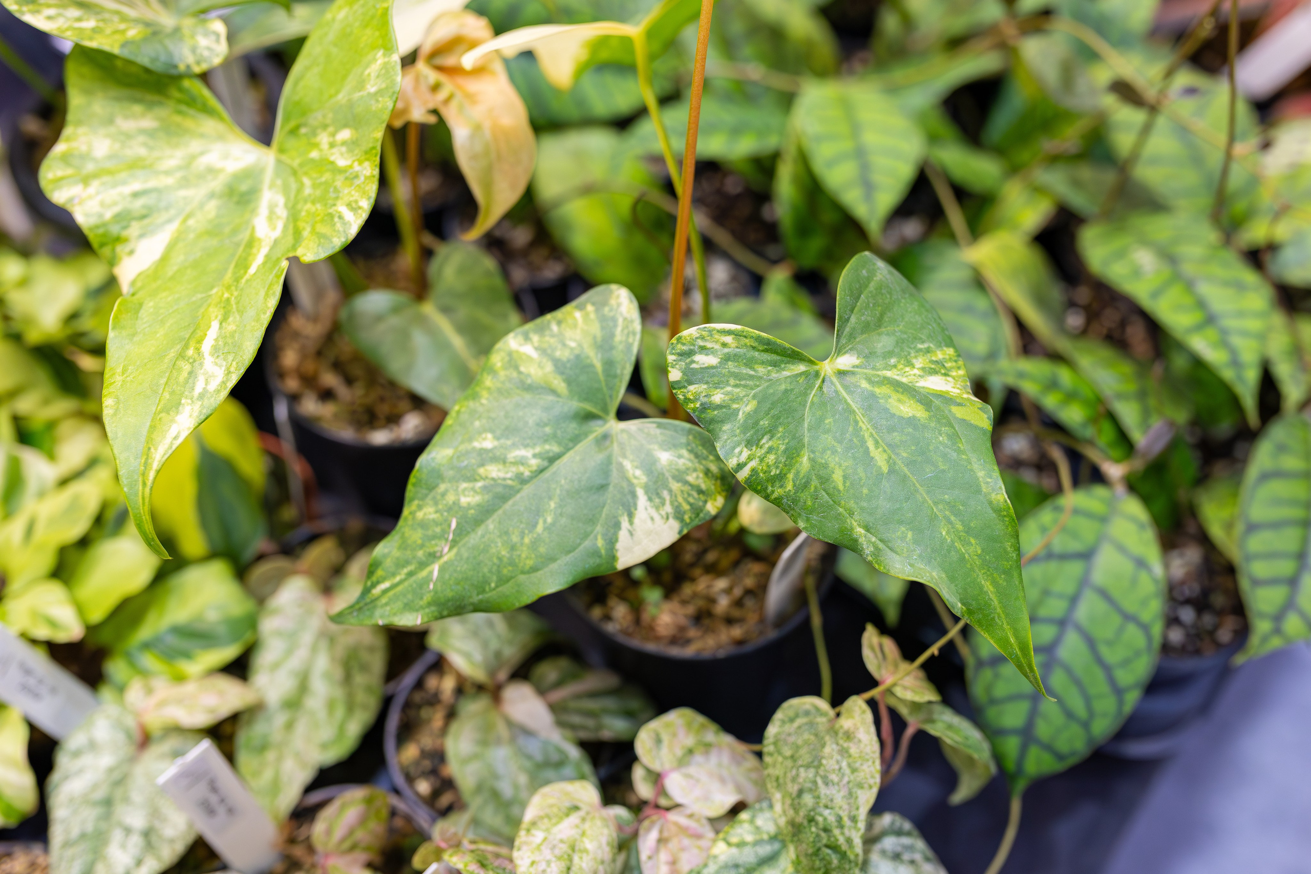 Орхидиум 12.2025. Александра Куликова фотограф, Москва