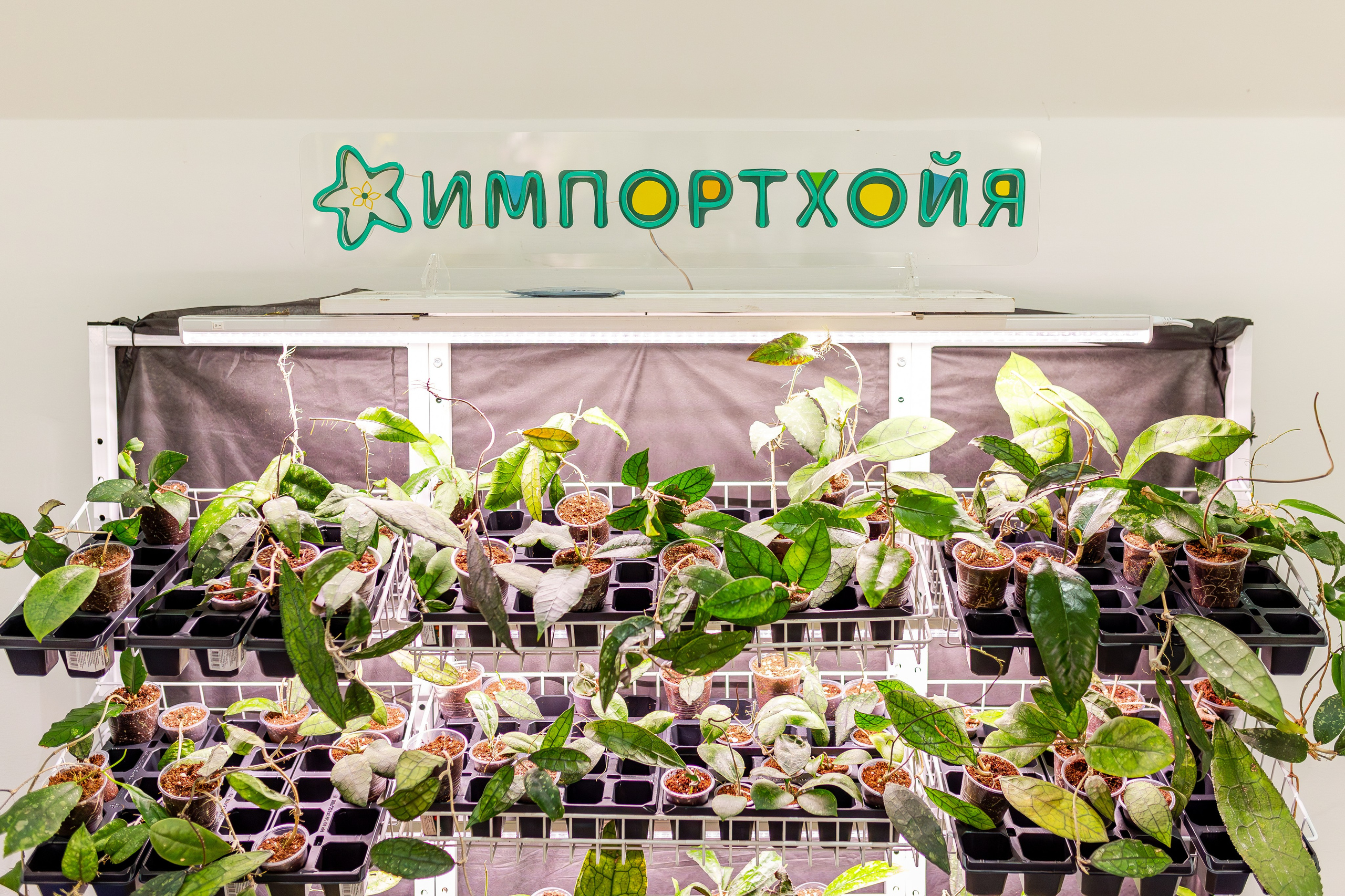 Монстериум апрель 2026. Александра Куликова фотограф, Москва