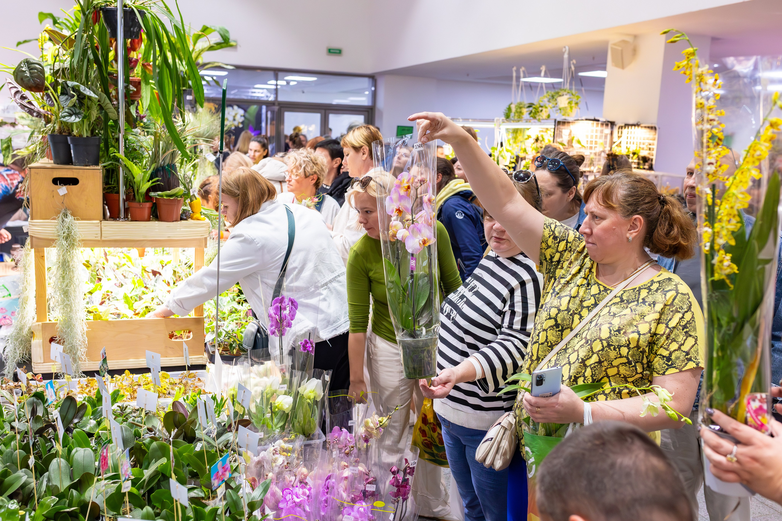Орхидиум сентябрь 2025. Александра Куликова фотограф, Москва