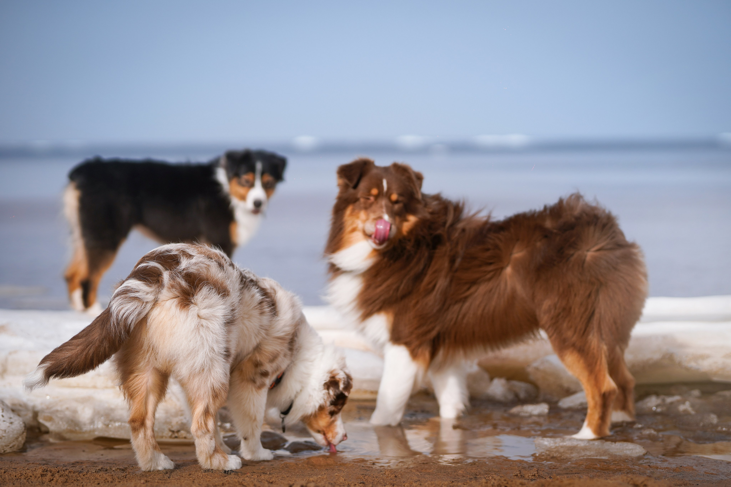 Аусси на Ладоге. Фотограф-анималист в Санкт-Петербурге Яна Мартынова