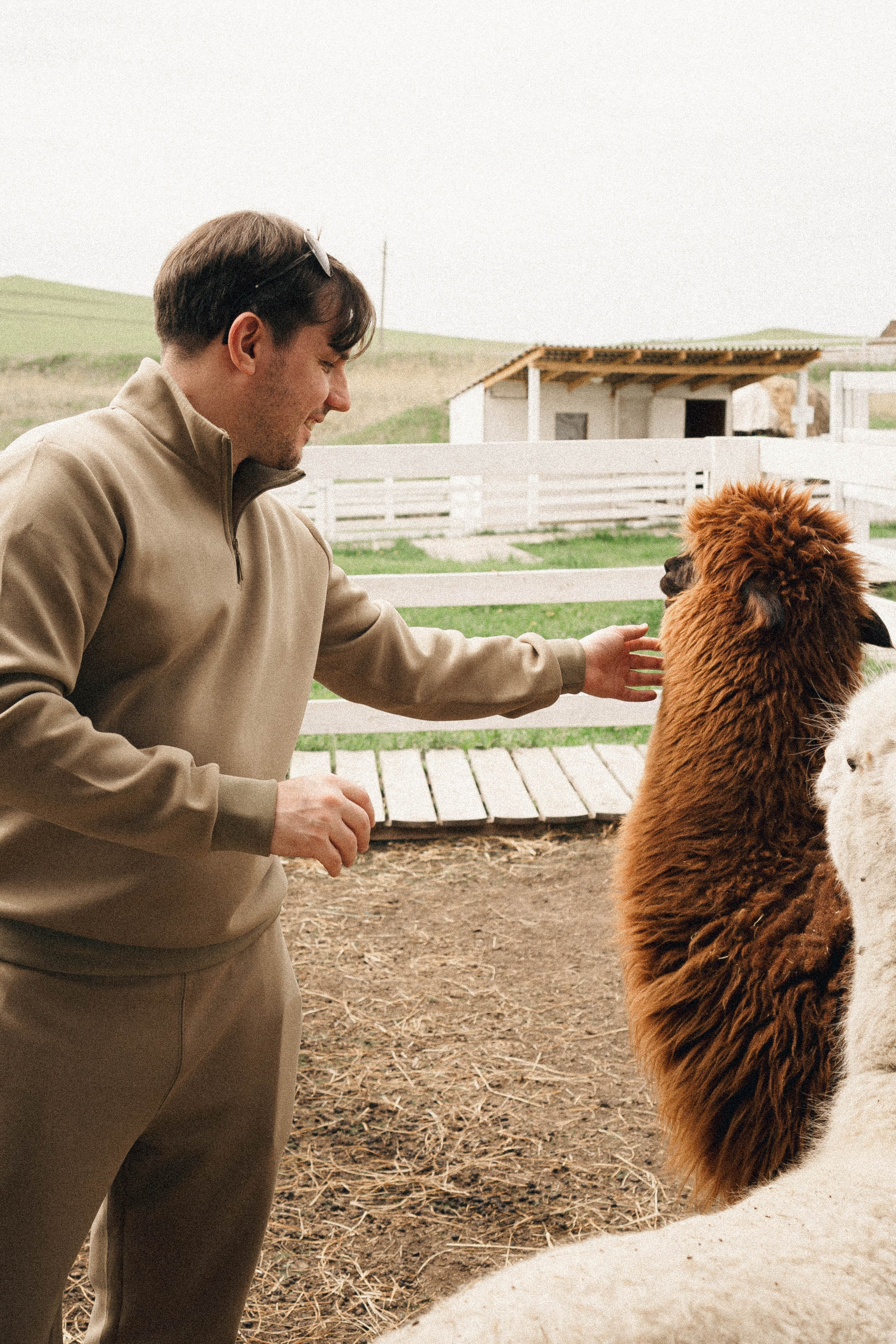 Ферма Альпак. Профессиональный фотограф, Санкт-Петербург — Виктория Богомолова