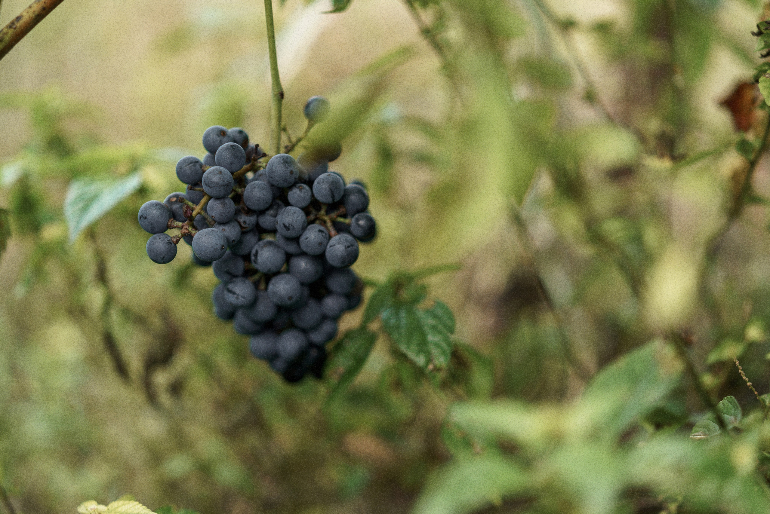 Кахетия: Георги и Анна. Свадебный и индивидуальный фотограф Татьяна Гуляева