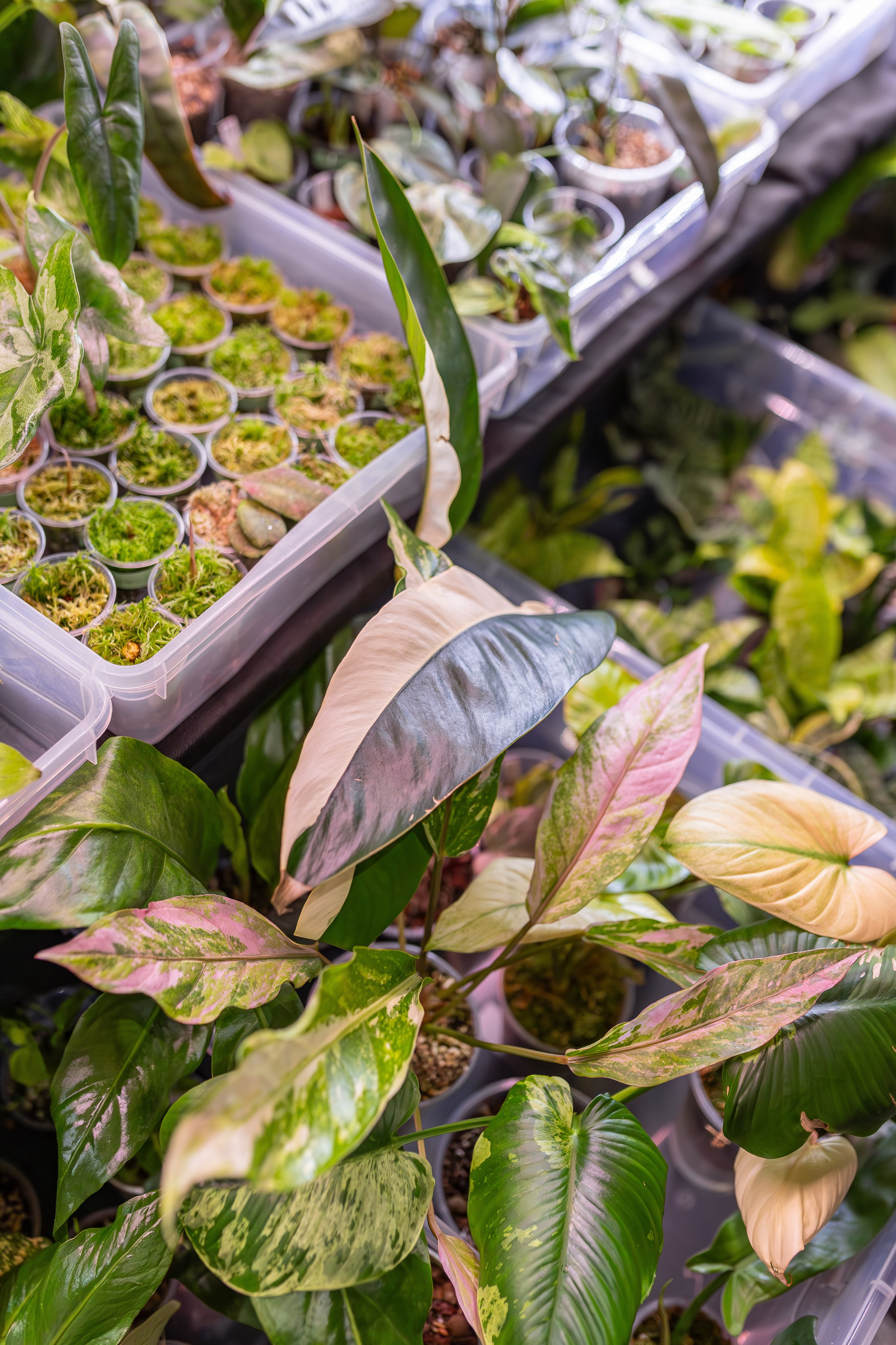 Орхидиум 12.2025. Александра Куликова фотограф, Москва