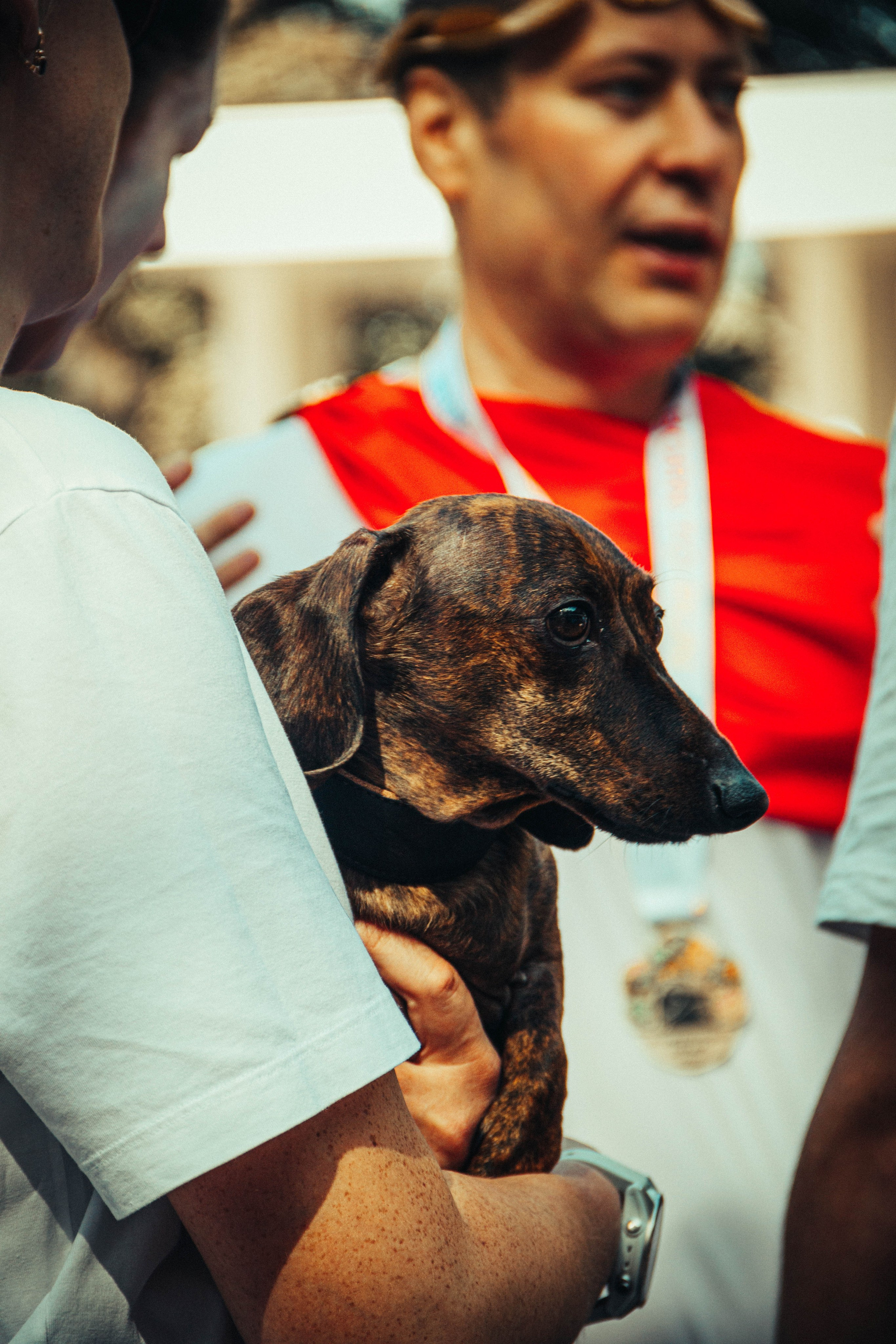 Animals. Фотограф/Видеограф