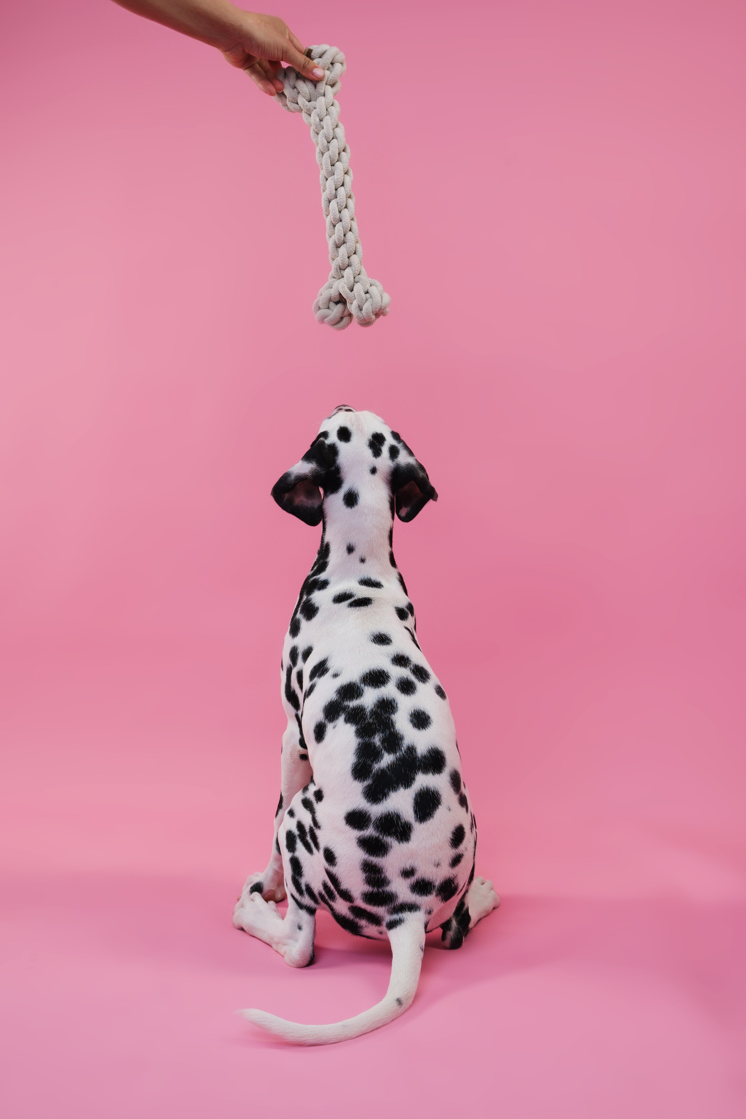 Далматин Одри. Фотограф анималист Осипчикова Мария