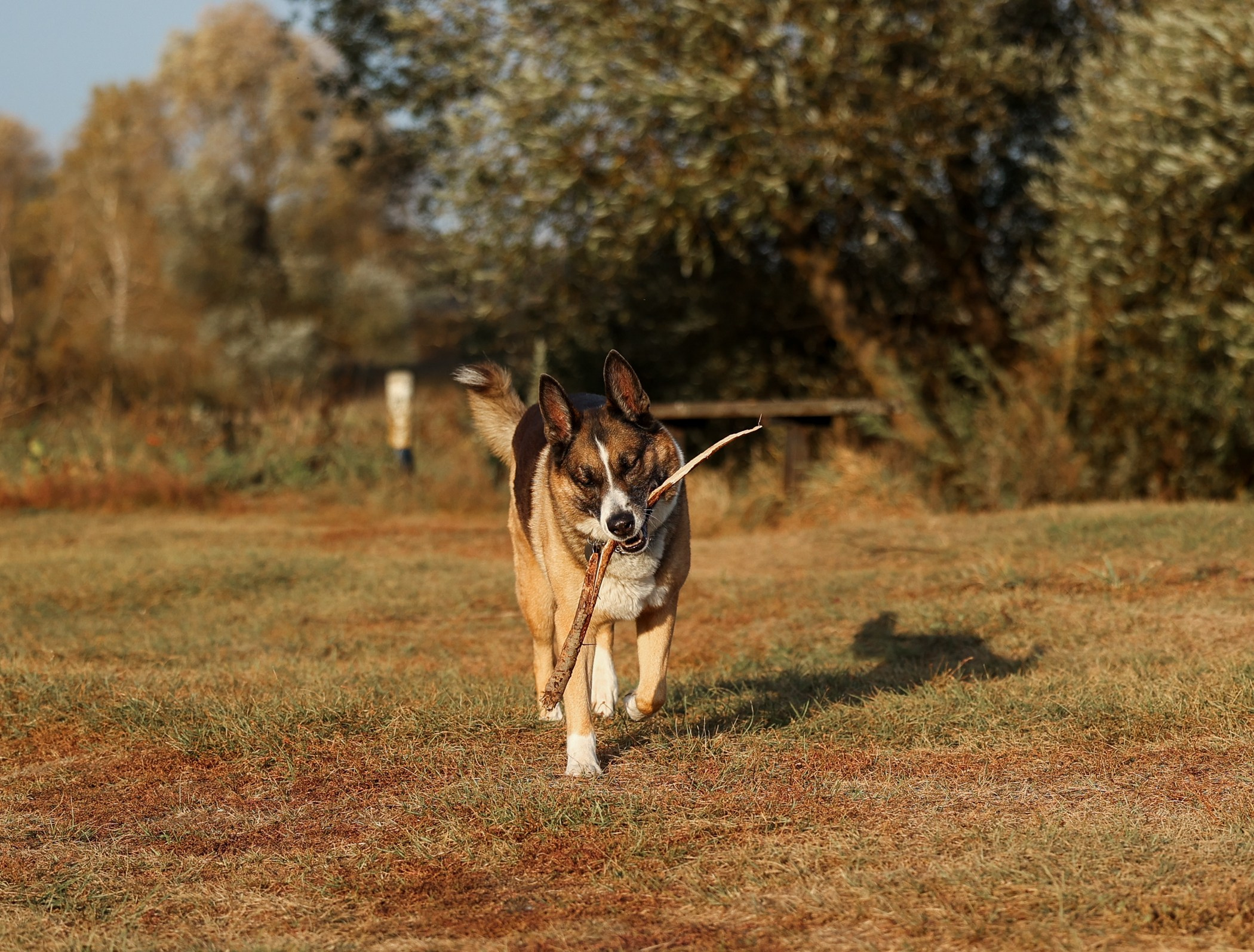 Прогулка на природе. Фотограф-анималист Полина Колкова | Москва