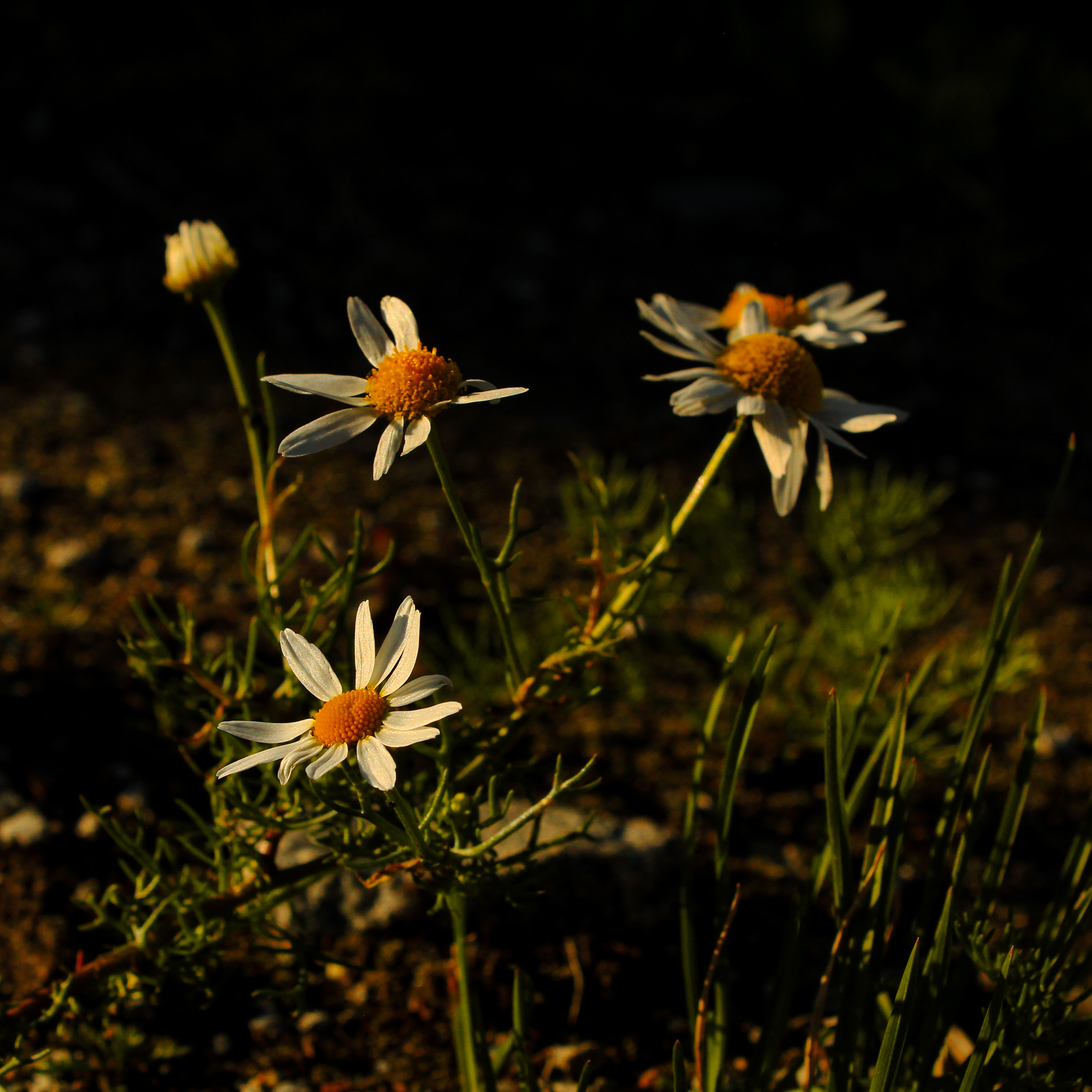 Summertime. Фотограф/дизайнер в Екатеринбурге Хитрый Дмитрий