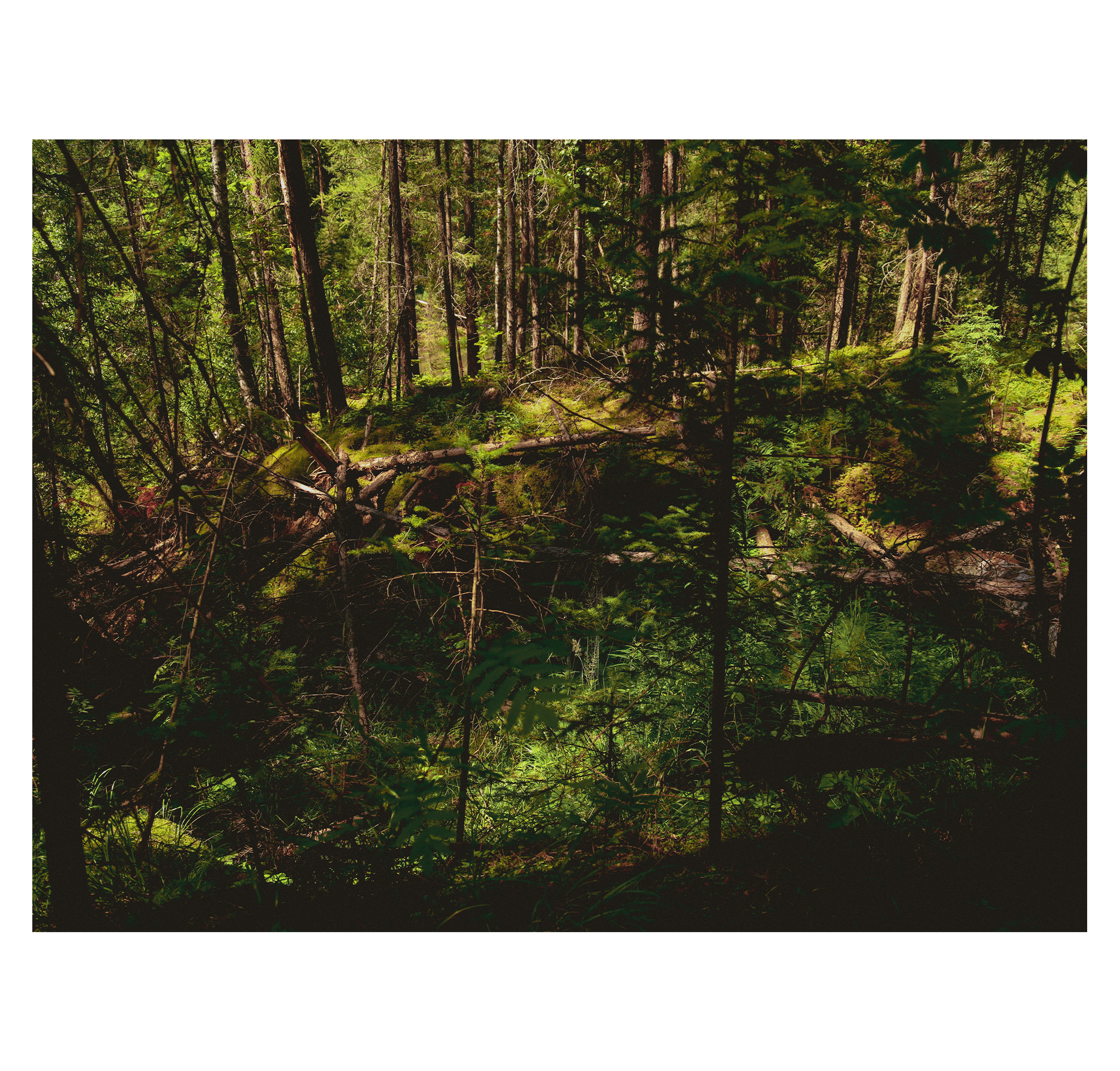 Summer hike. Фотограф/дизайнер в Екатеринбурге Хитрый Дмитрий