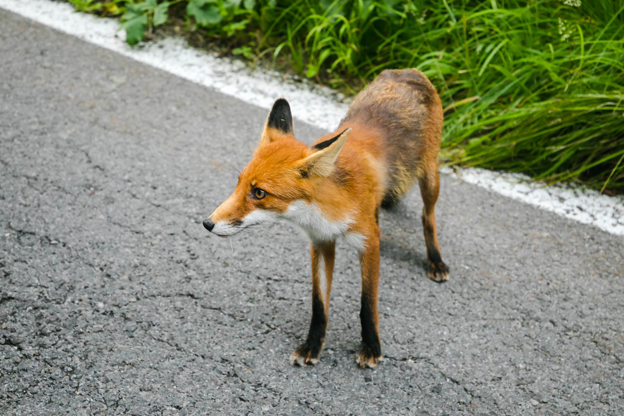 Путешествие в Румынию | Часть 2/4. Фотограф Дмитрий Питерский
