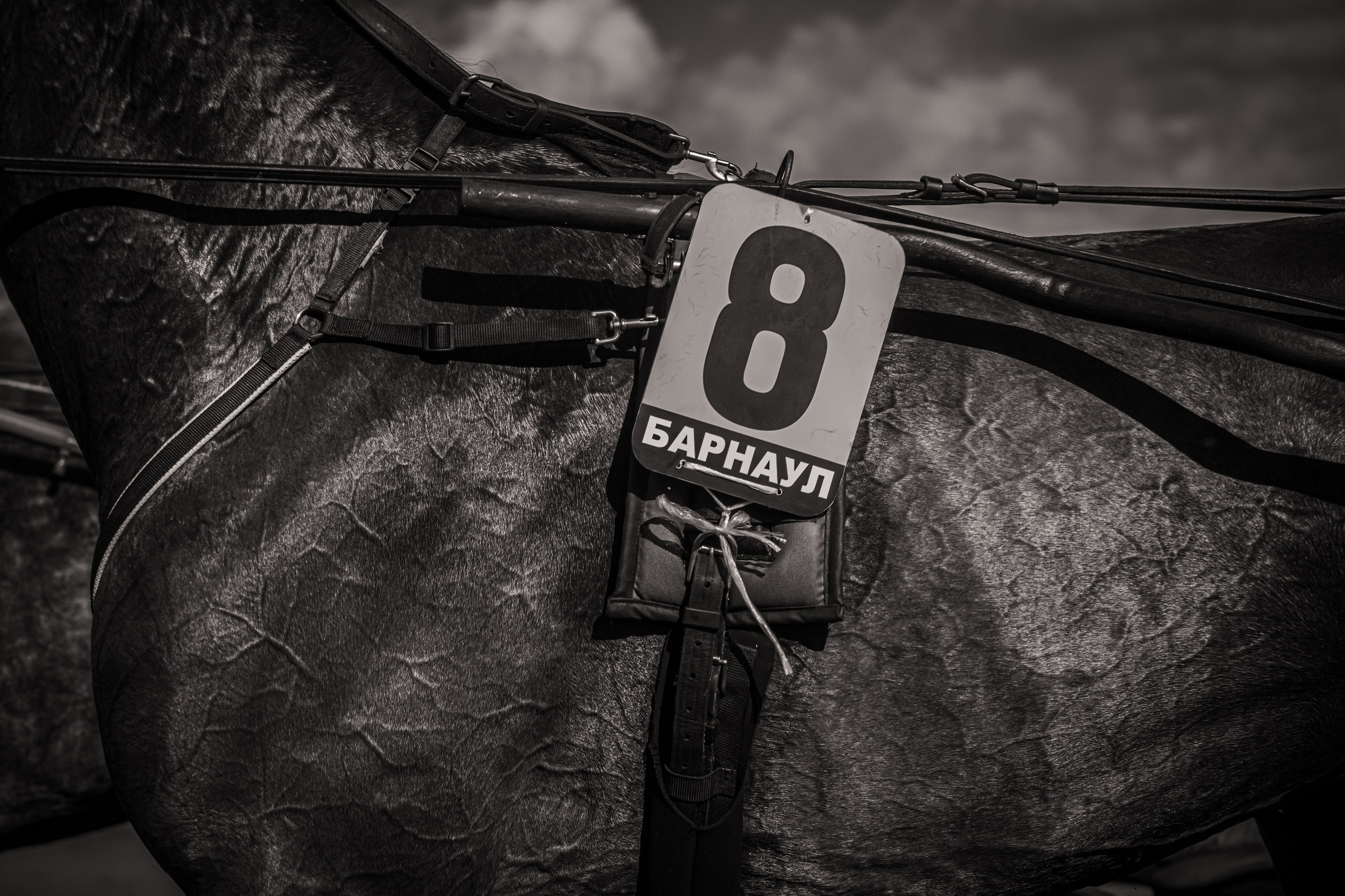 Рысистые бега. Главная