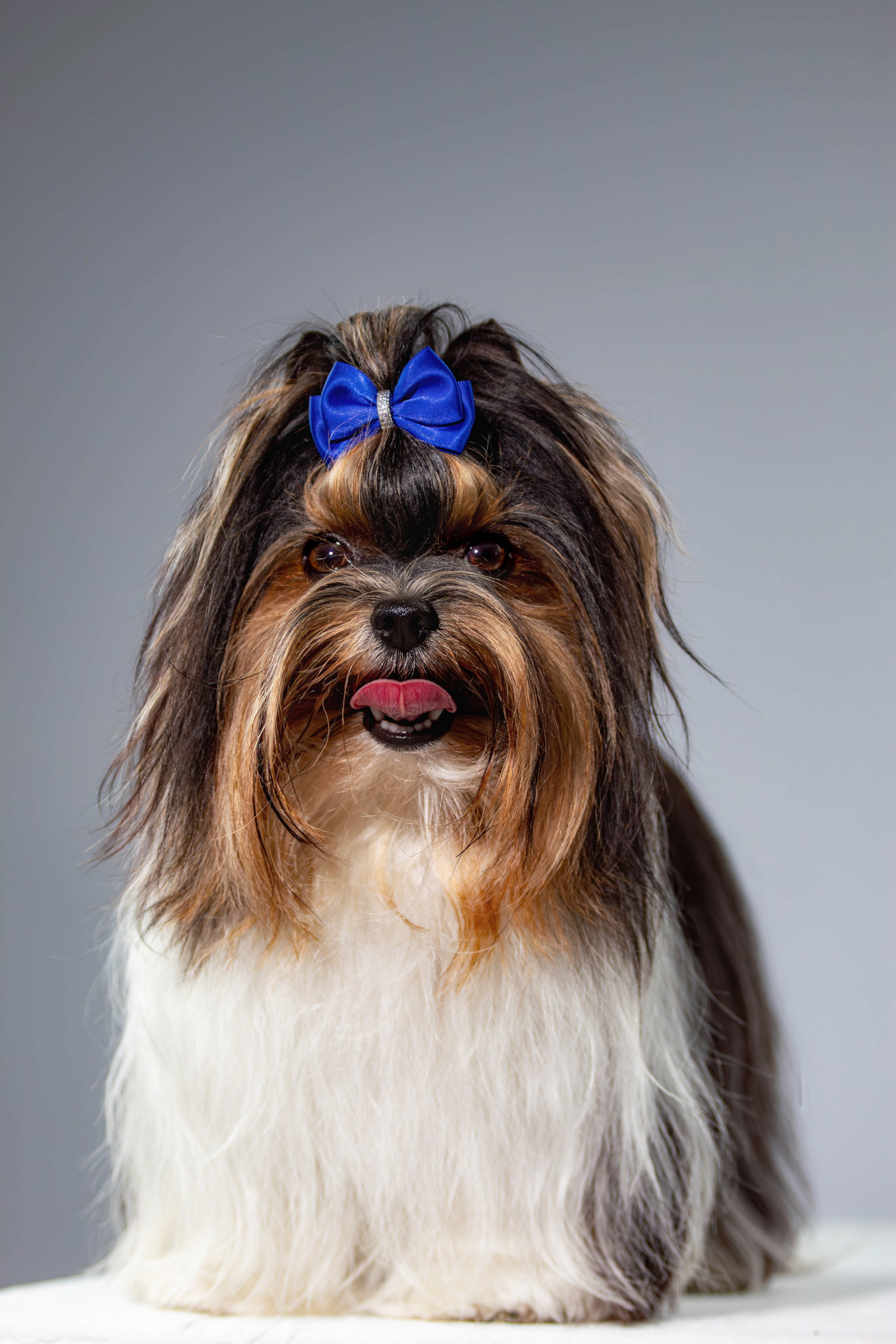 Фотосессия с животными. Фотограф анималист — Тула, Москва