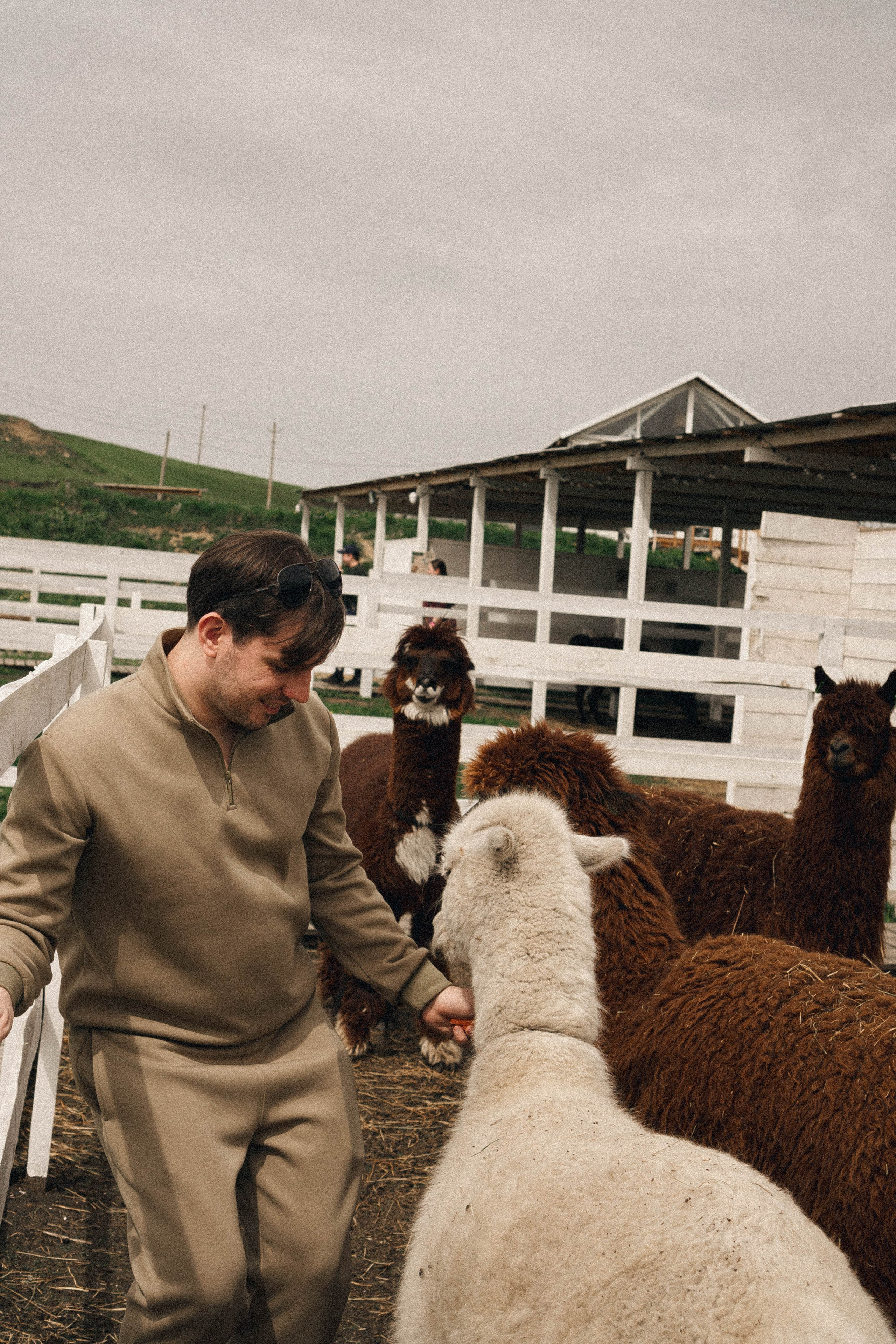 Ферма Альпак. Профессиональный фотограф, Санкт-Петербург — Виктория Богомолова