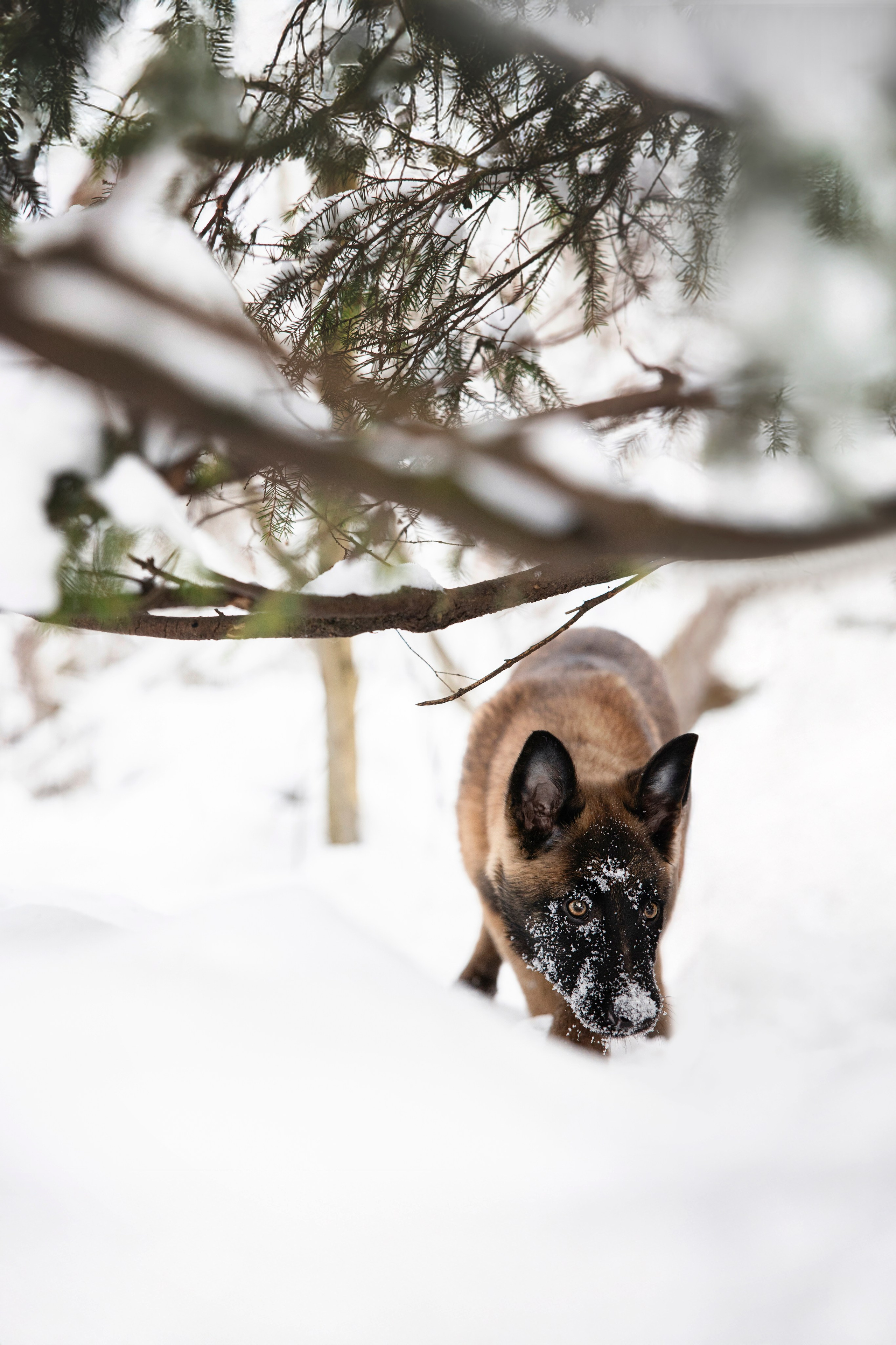 Бэлла и Панда. Анастасия Белаш