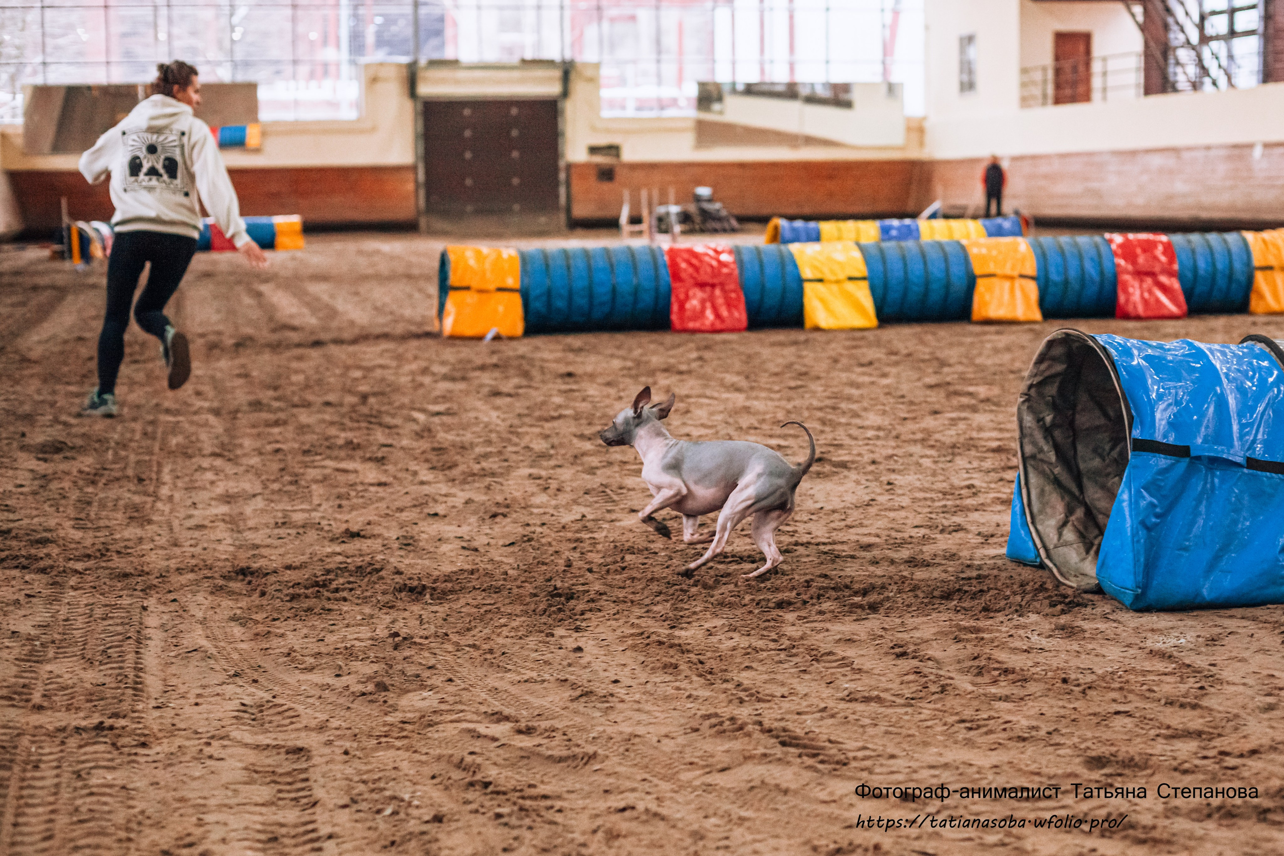 Соревнования по Аджилити 25.02.2024. Фотограф-анималист Татьяна Степанова