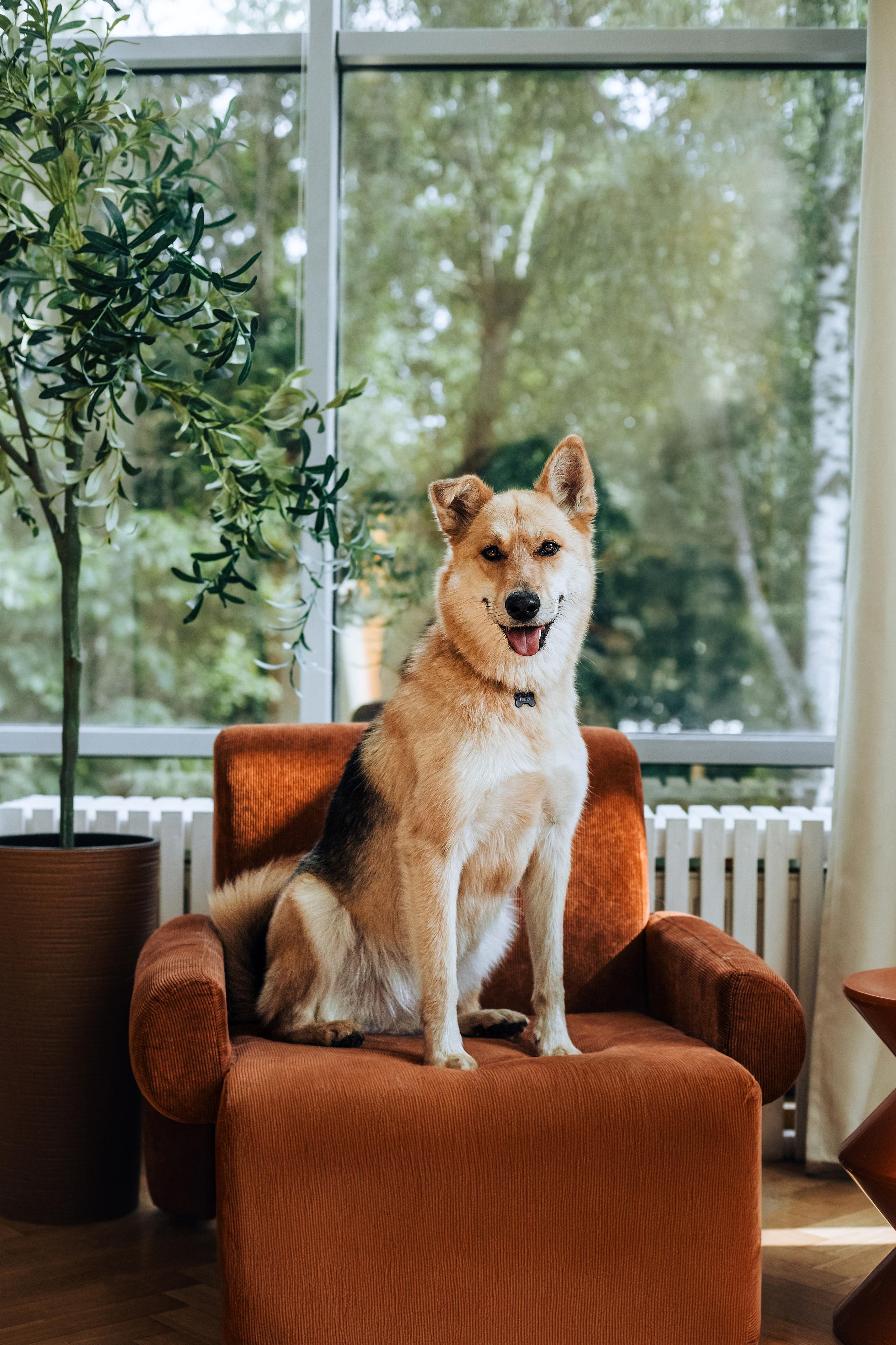 Студия лето 2025. Фотограф-анималист Татьяна Степанова