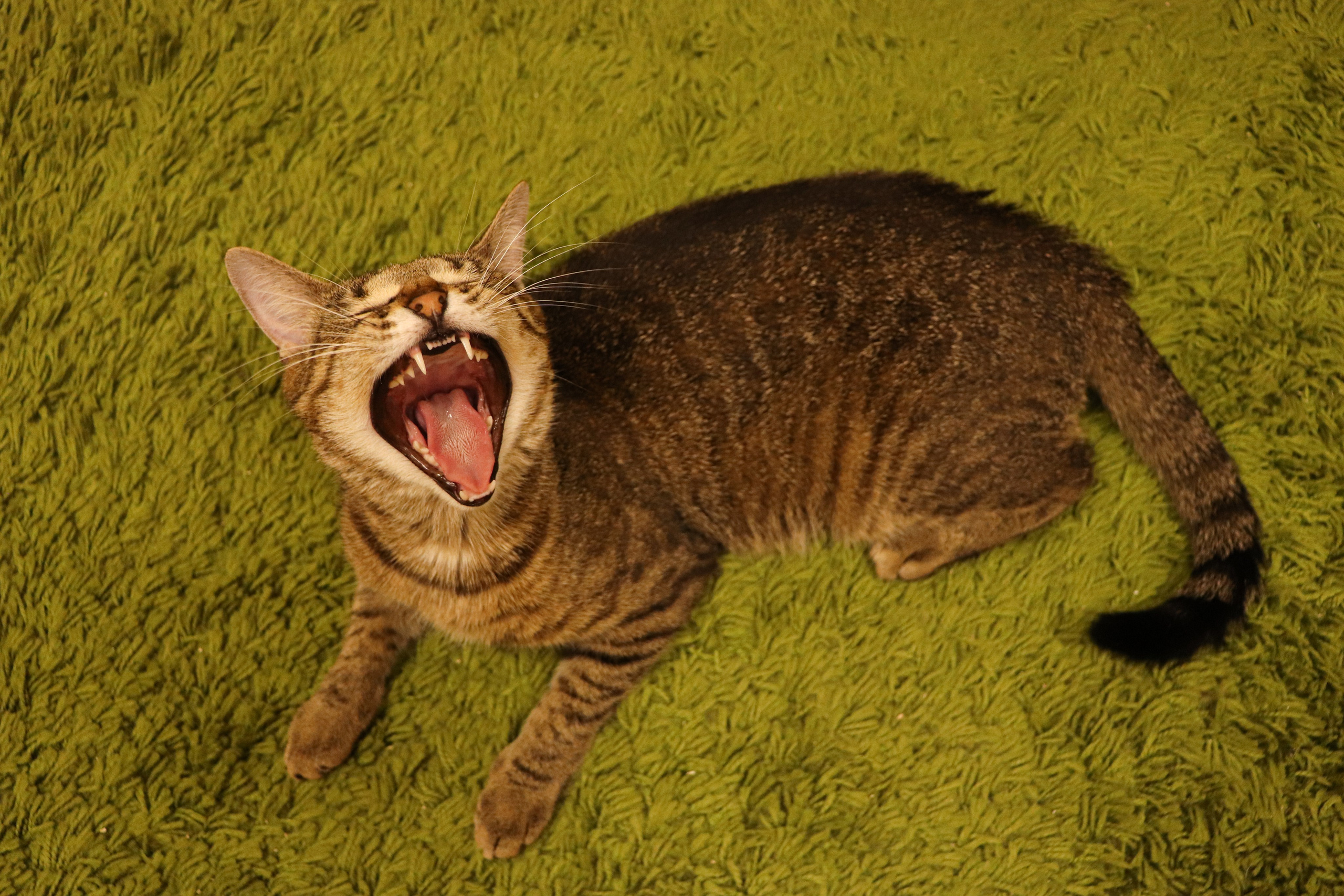 Петербургский дом кота (27 июня 2024). Ивентный фотограф в Санкт-Петербурге Олег Комков