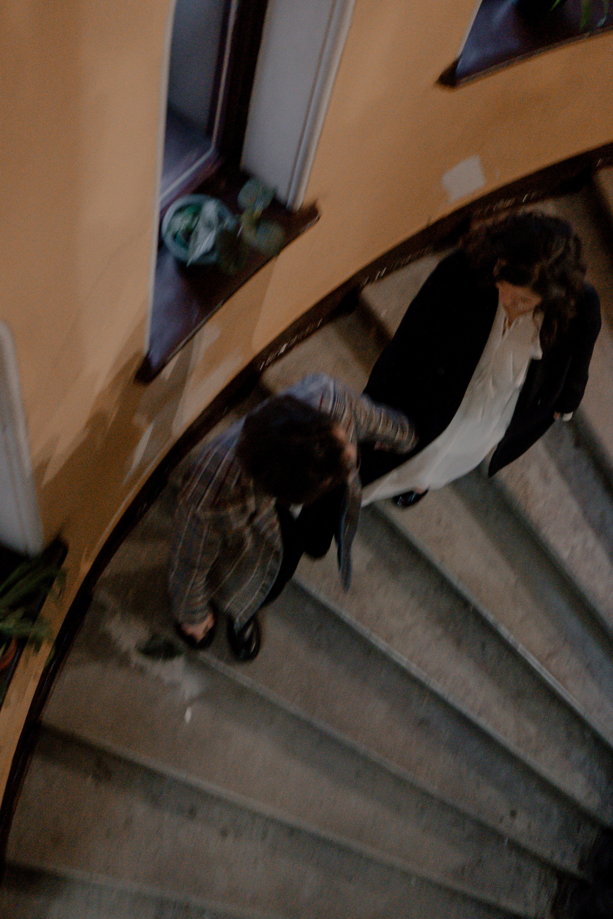 Парадная в Санкт-Петербурге. Профессиональный фотограф, Санкт-Петербург — Виктория Богомолова