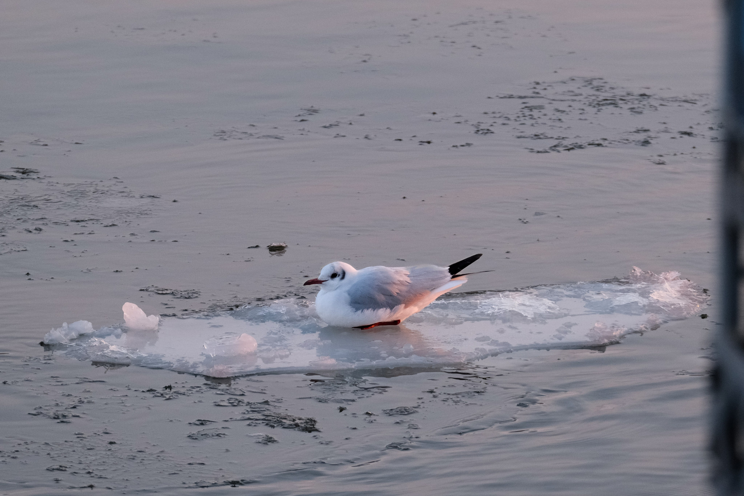 Птицы. Спортивный фотограф в Ростове-на-Дону Сергей Реусин