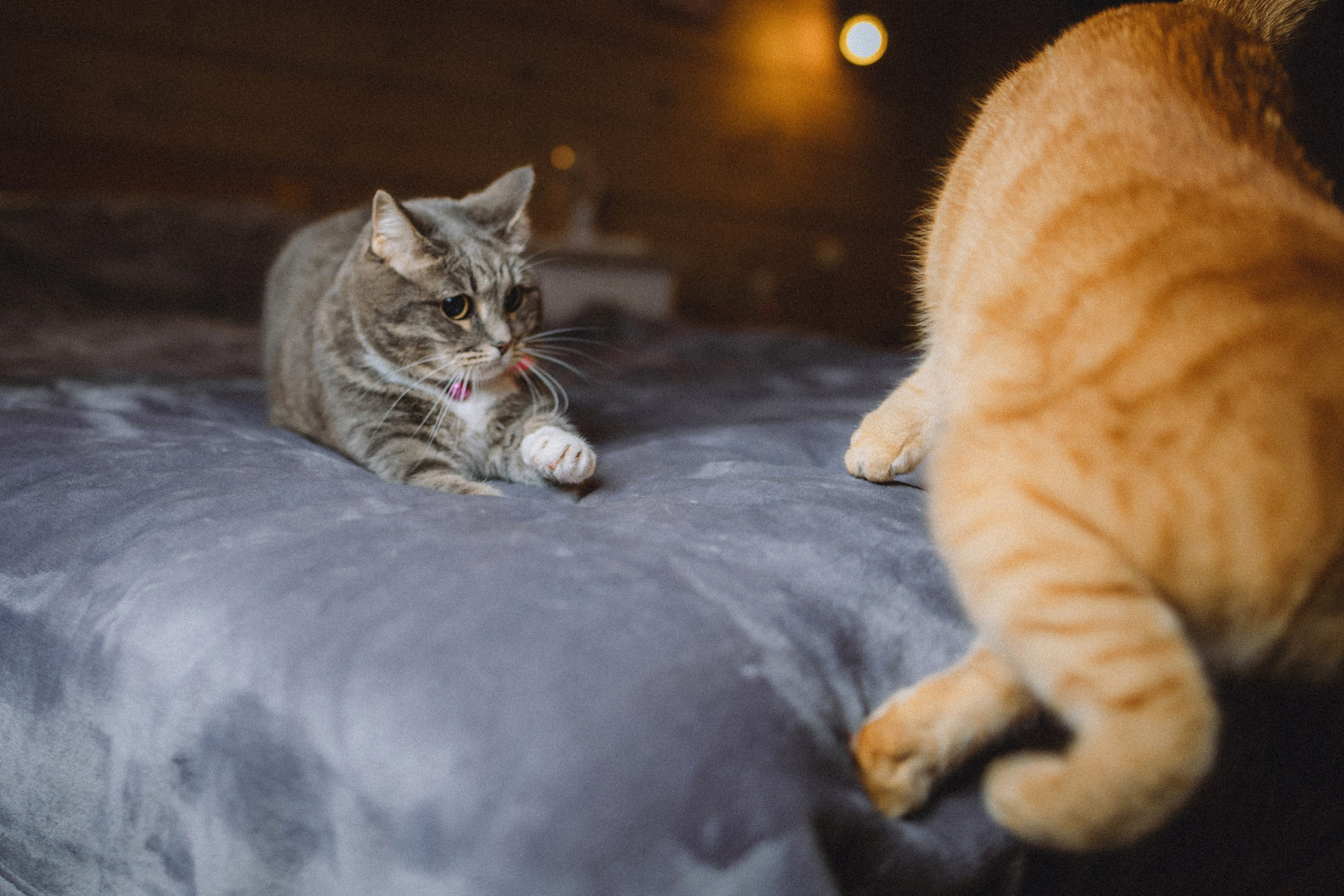 Леброн, Муся и их семья