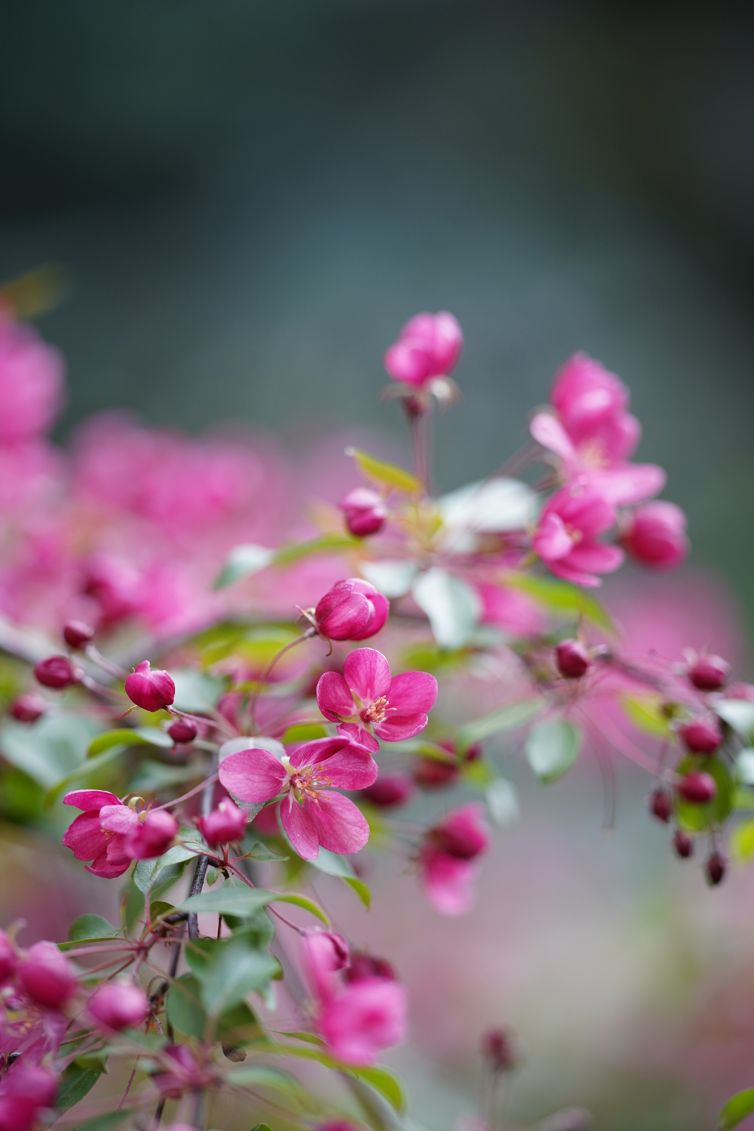 Весна. Фотограф в Москве Мария ~Zagagul~