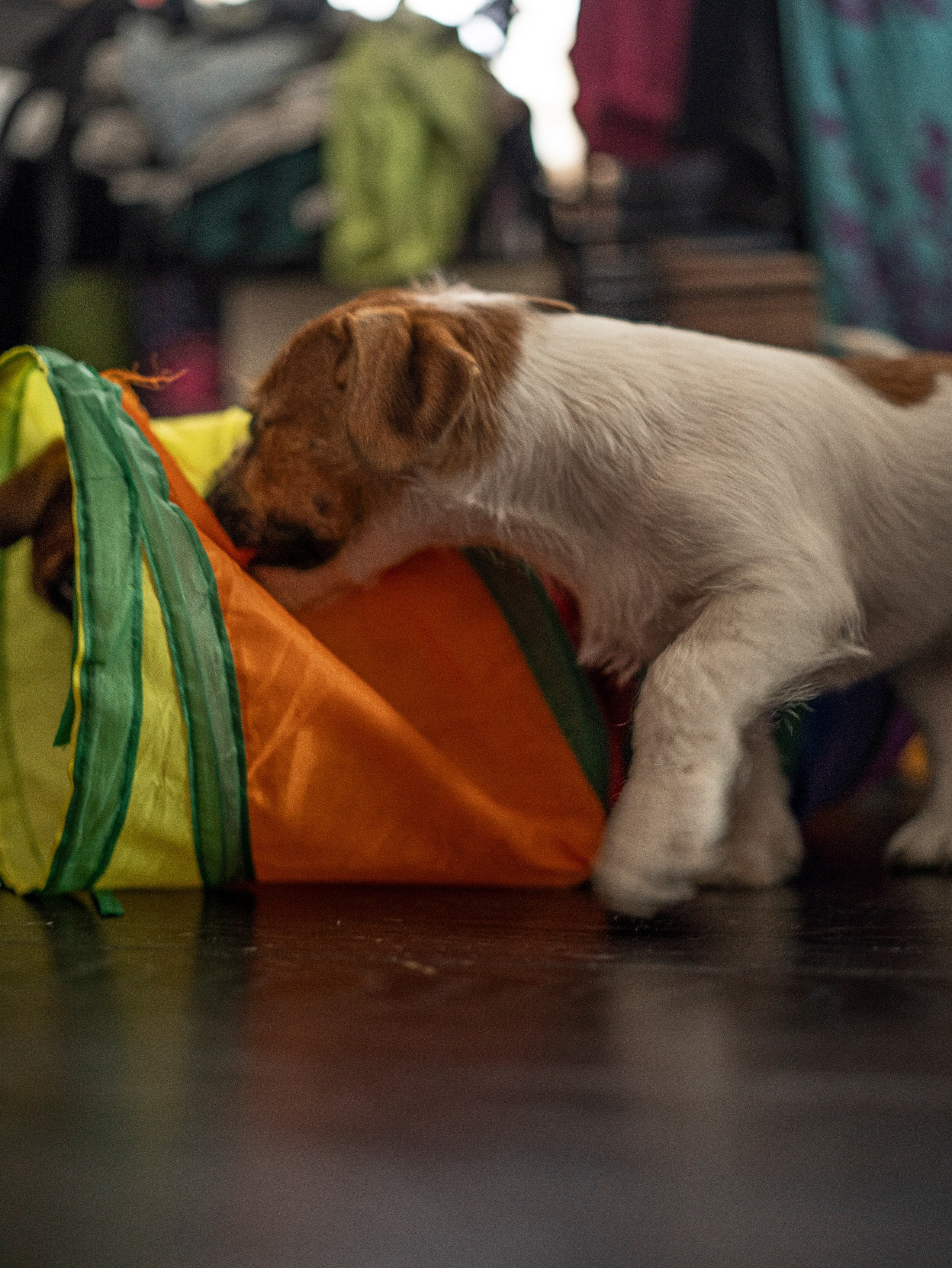 Ляля и Бандит Питомцы. Свадебный и Женский фотограф в г. Кемерово