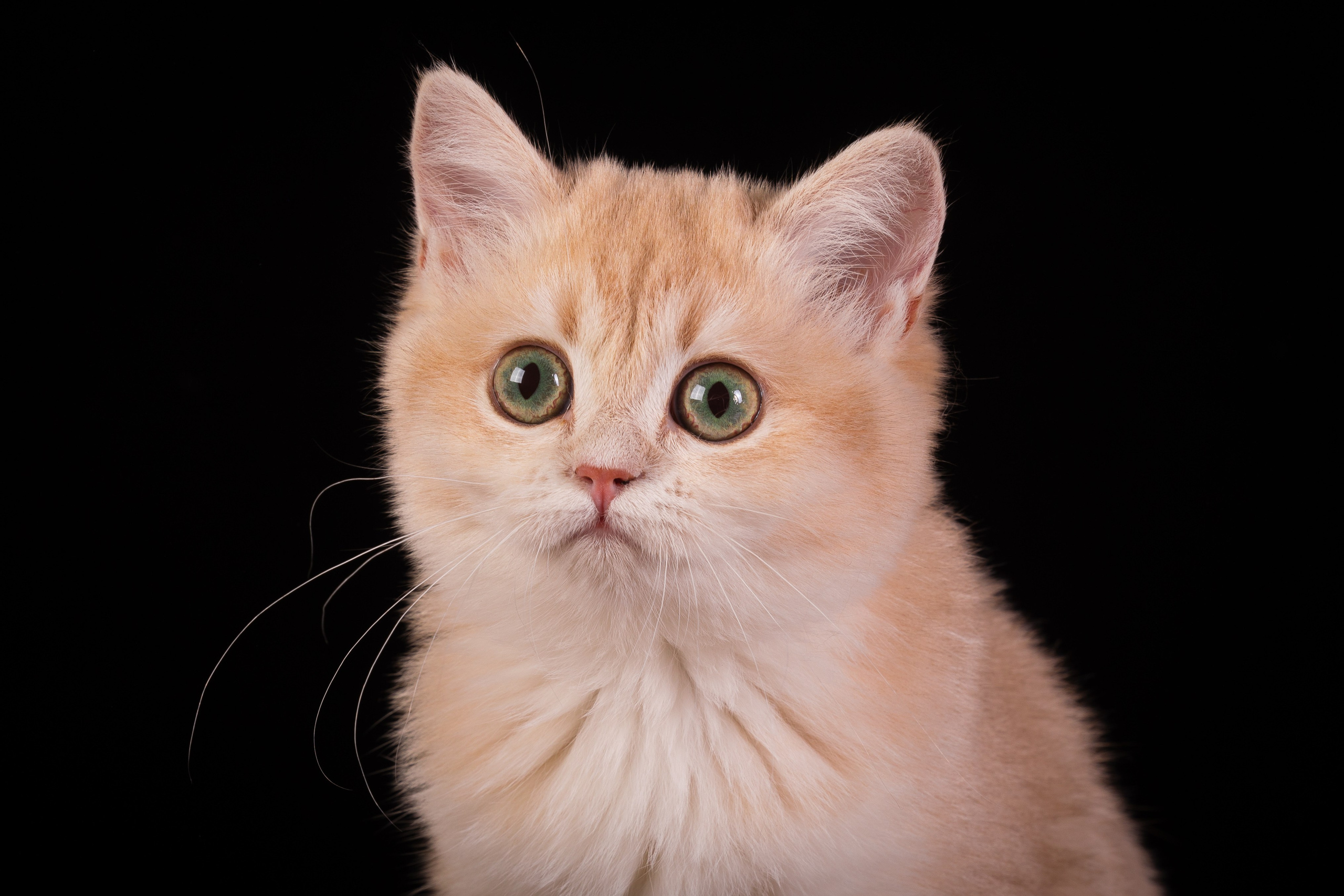 Фотосъемка кошек. Фотограф-анималист Natalia Deingel | Фотосъемка собак в Москве