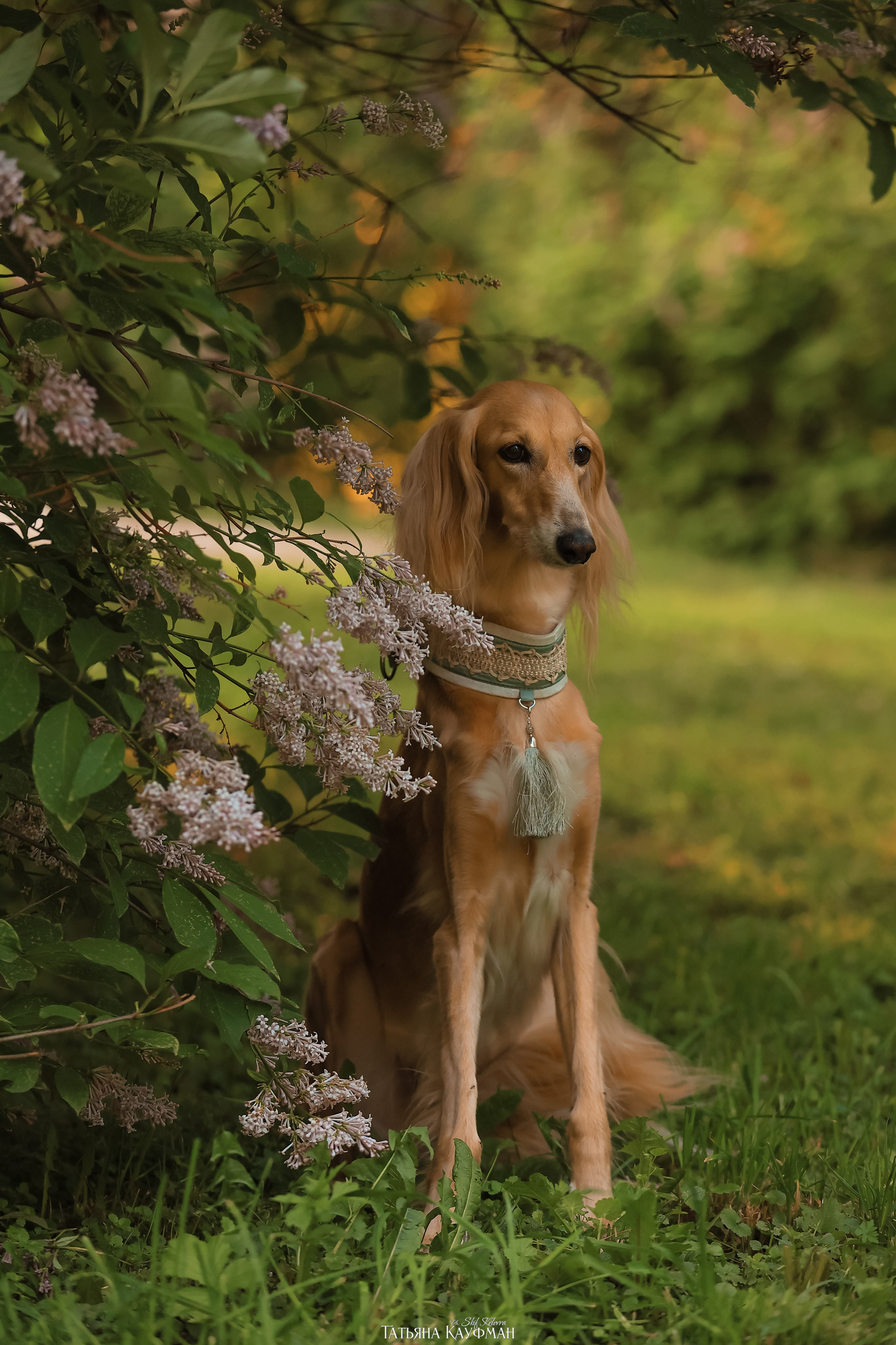 Салюки, фотография салюки, собака в цветах, красивая собака, фотограф анималист, фотокурс Анималистика, научиться фотографировать собак
