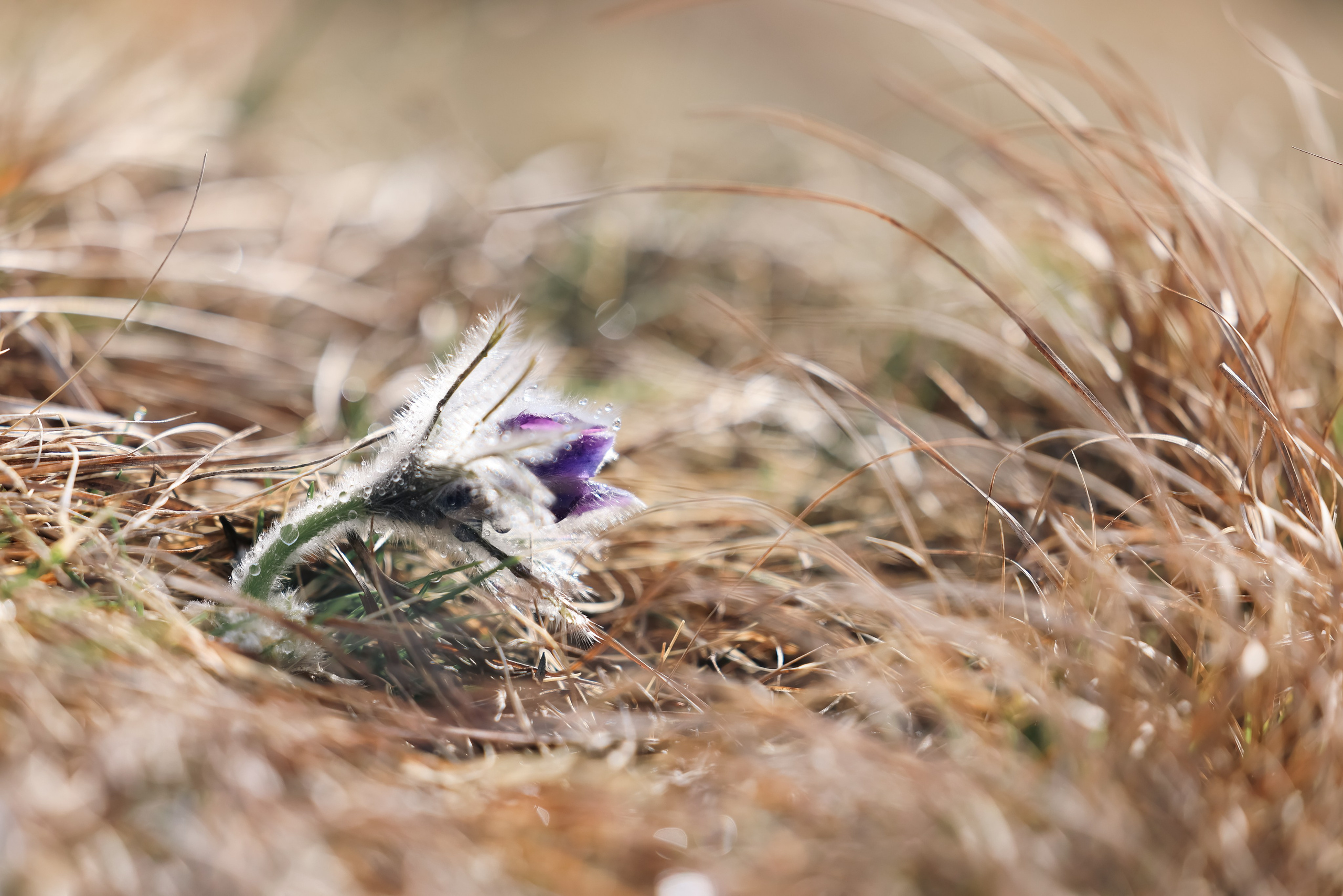 Мир вокруг нас. Разное. Фотограф Наталья Кузьмик г. Красноярск