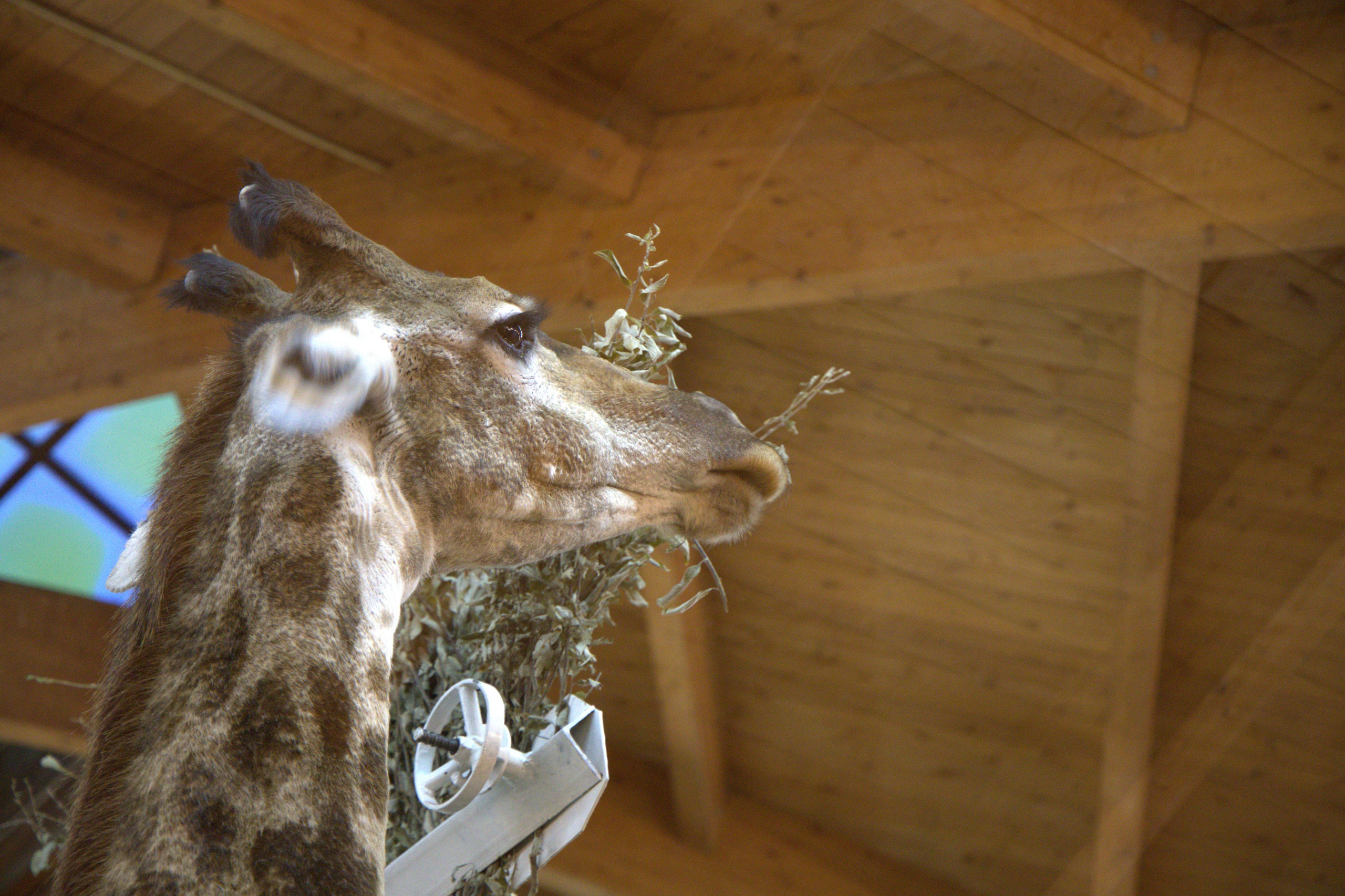 ЗООПАРК. ФОТОГРАФ В МОСКВЕ СТАНИСЛАВ КОБЗЕВ