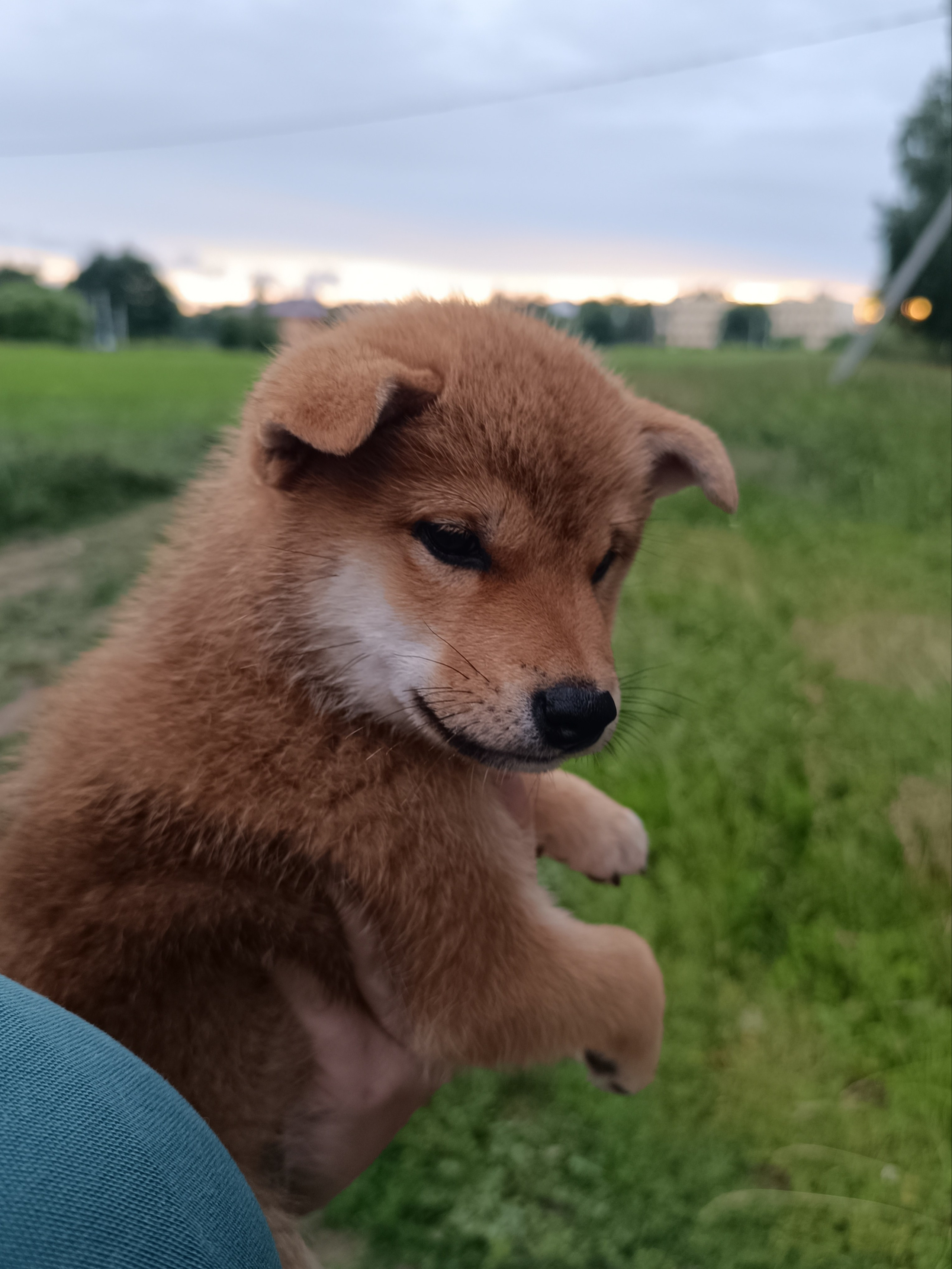 сиба питомник Рубилайт щенки на продажу rubylight  сиба щенки купить СПб Санкт-Петербург 