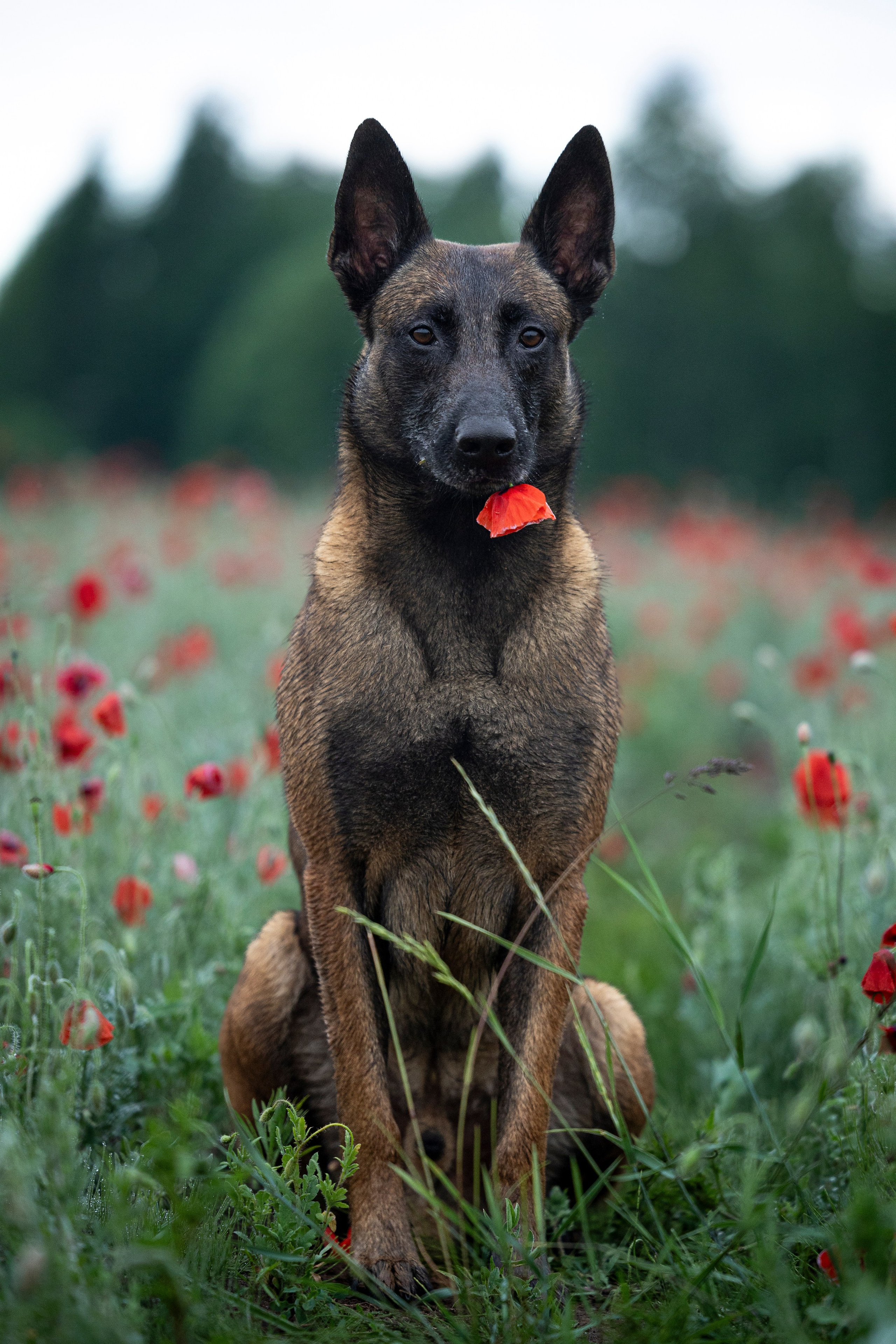 Маковое поле. Фотограф-анималист Анна Маринич