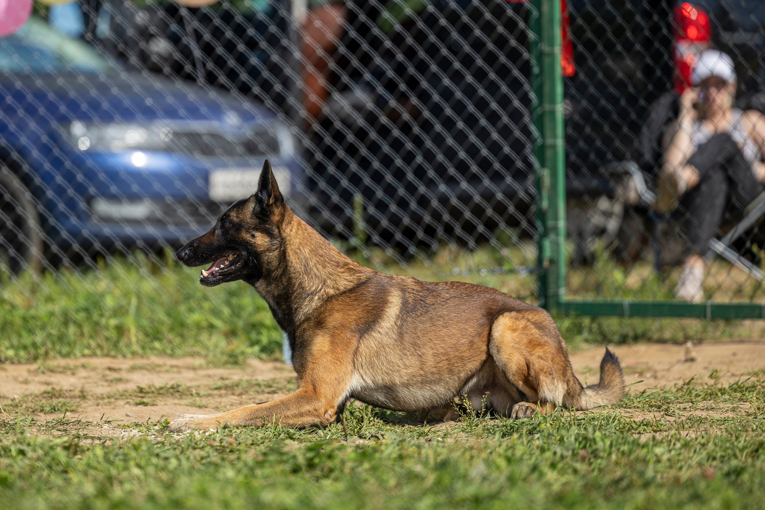 Соревнования по Мондьорингу г. Вологда 10-11.08.2024. Фотограф-анималист Анна Маринич