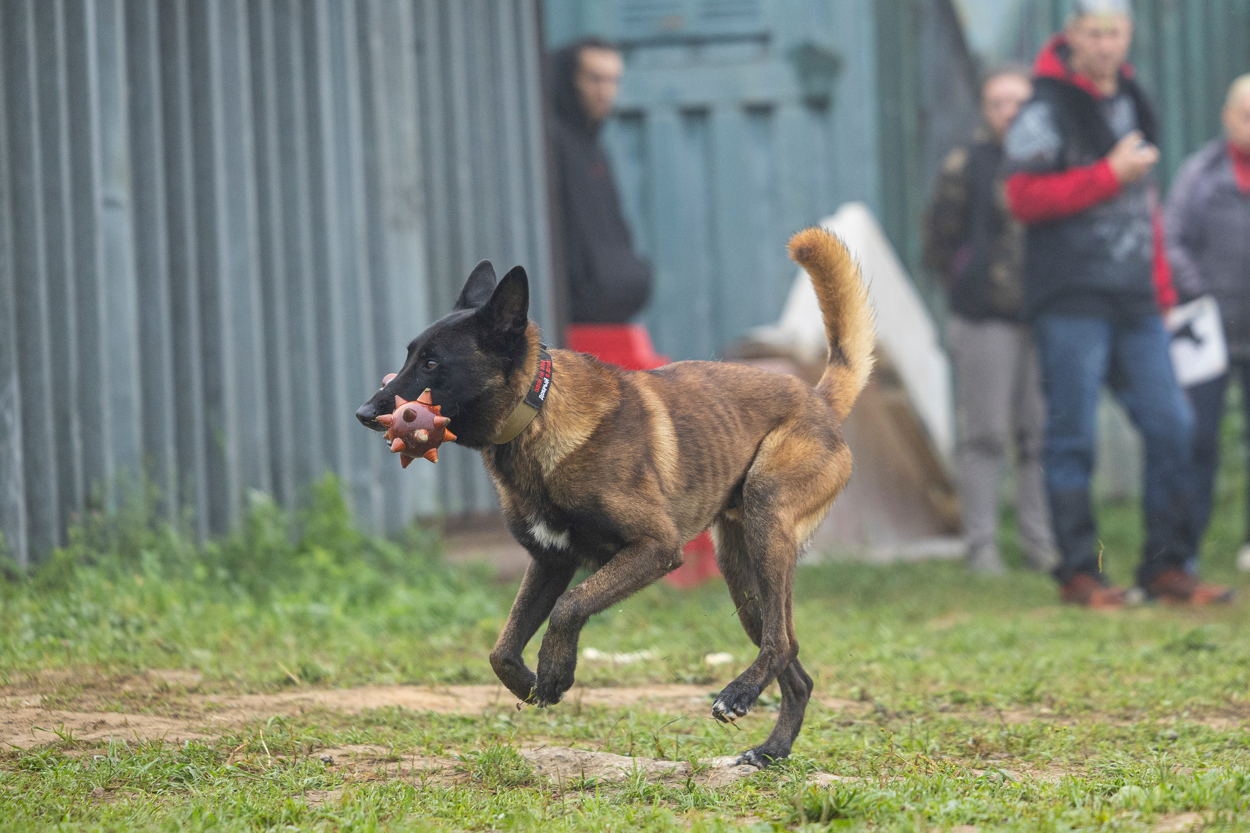 Соревнования по Мондьорингу г. Вологда 10-11.08.2024. Фотограф-анималист Анна Маринич