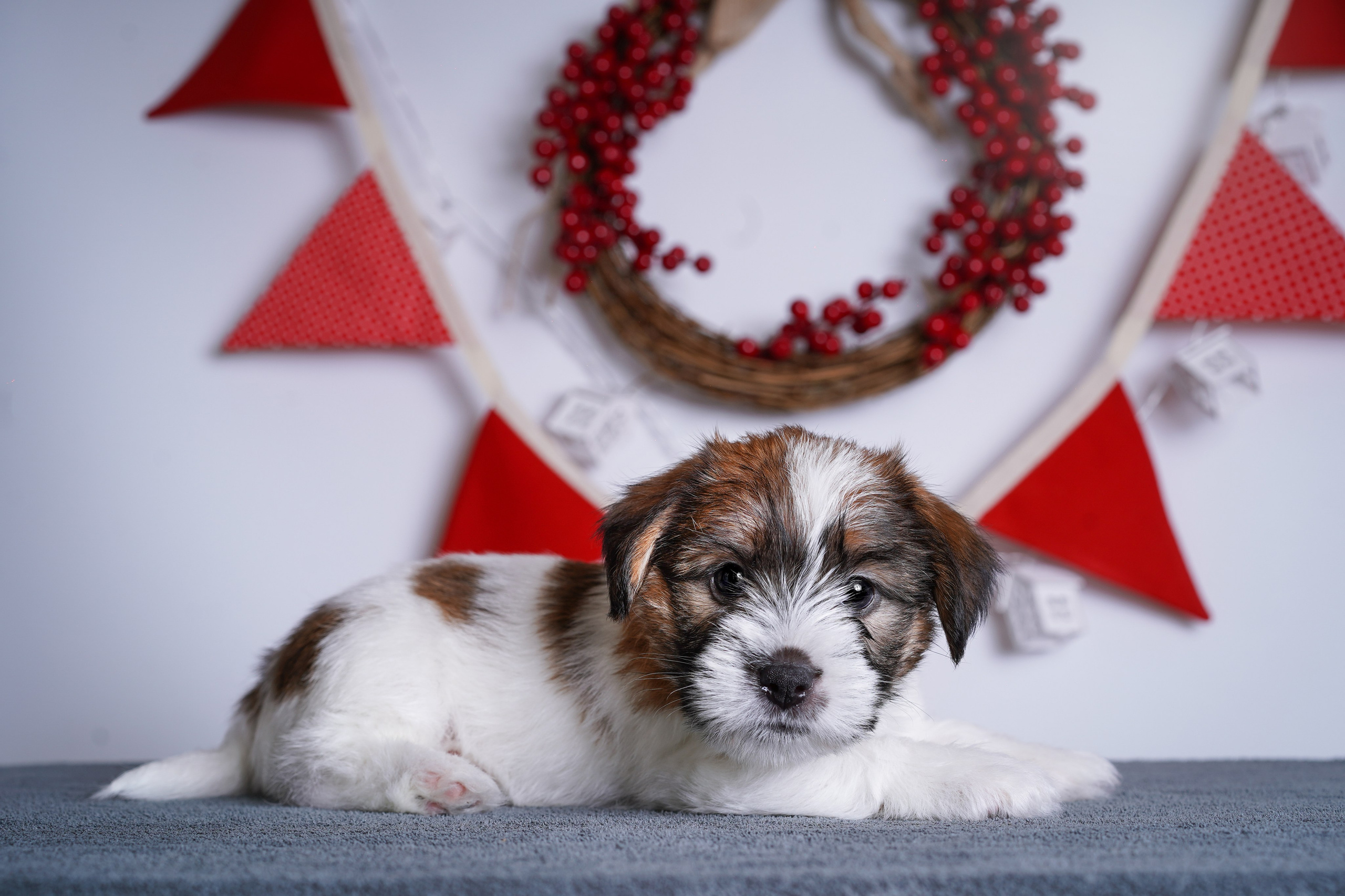 Щенки джек-рассела. Фотограф-анималист в Санкт-Петербурге Яна Мартынова