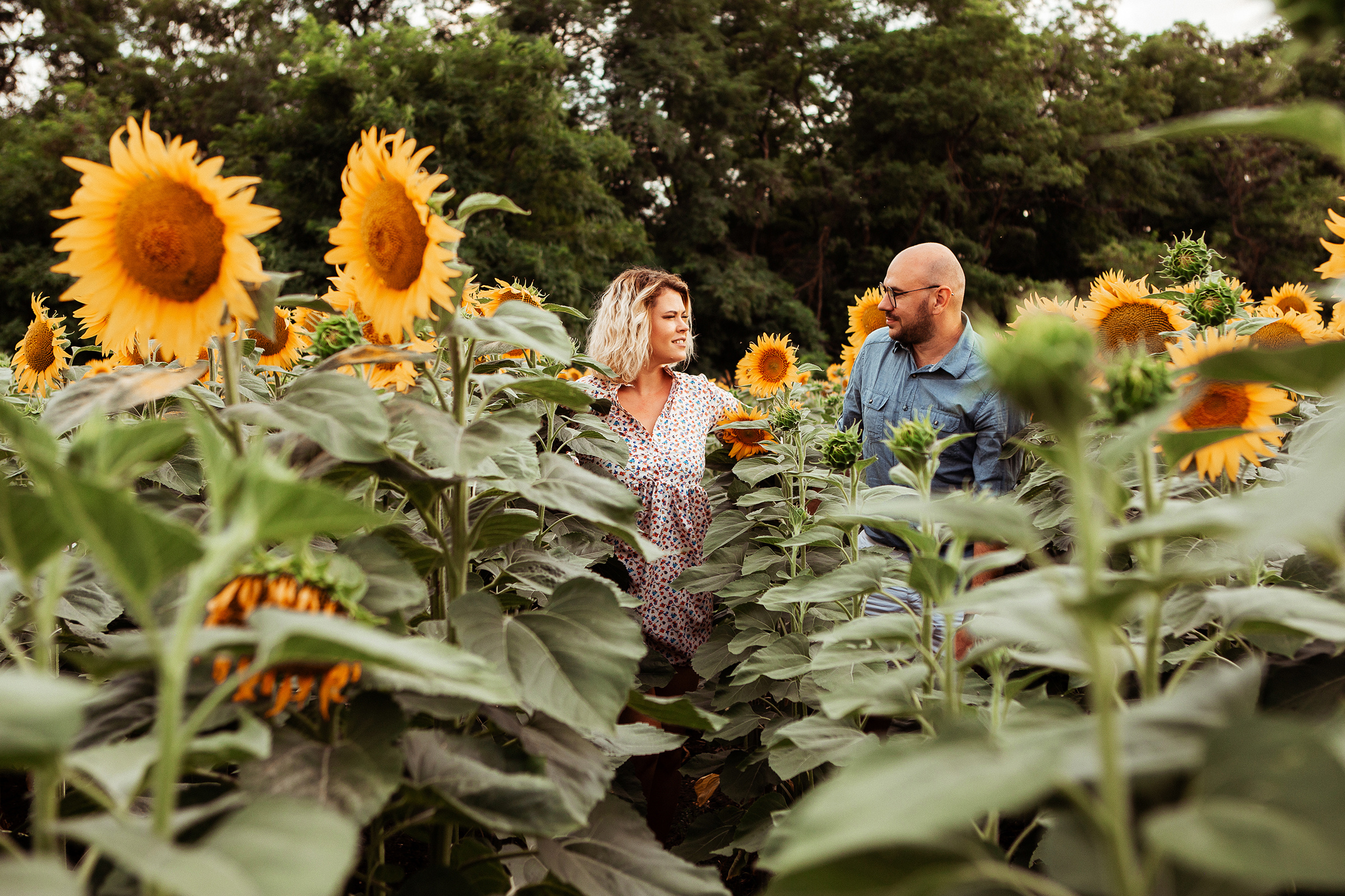 Подсолнухи любви. Семейный фотограф, свадебный фотограф, детский фотограф в Краснодаре А
