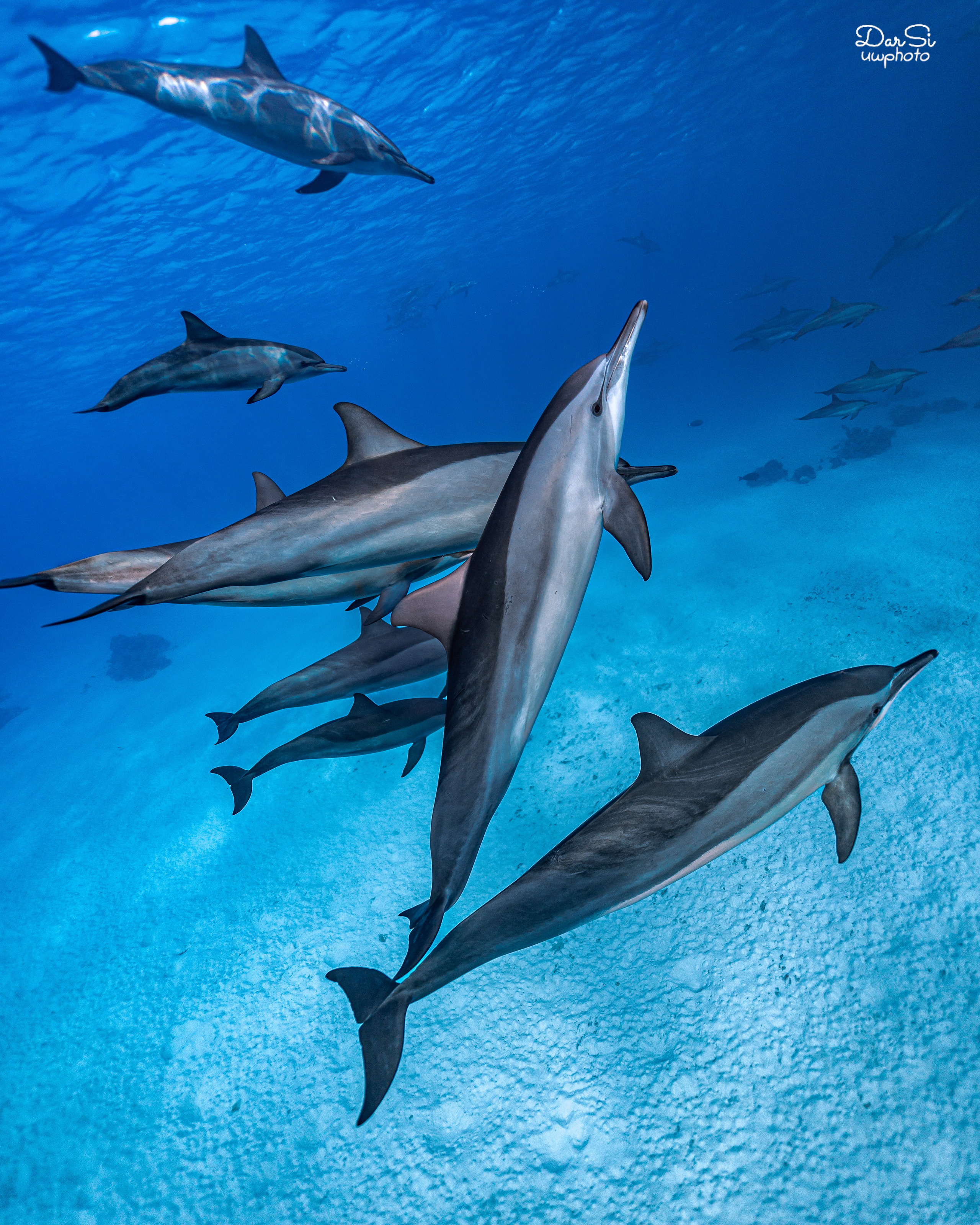 Дельфины. Подводный фотограф на Филиппинах Синицина Дарья