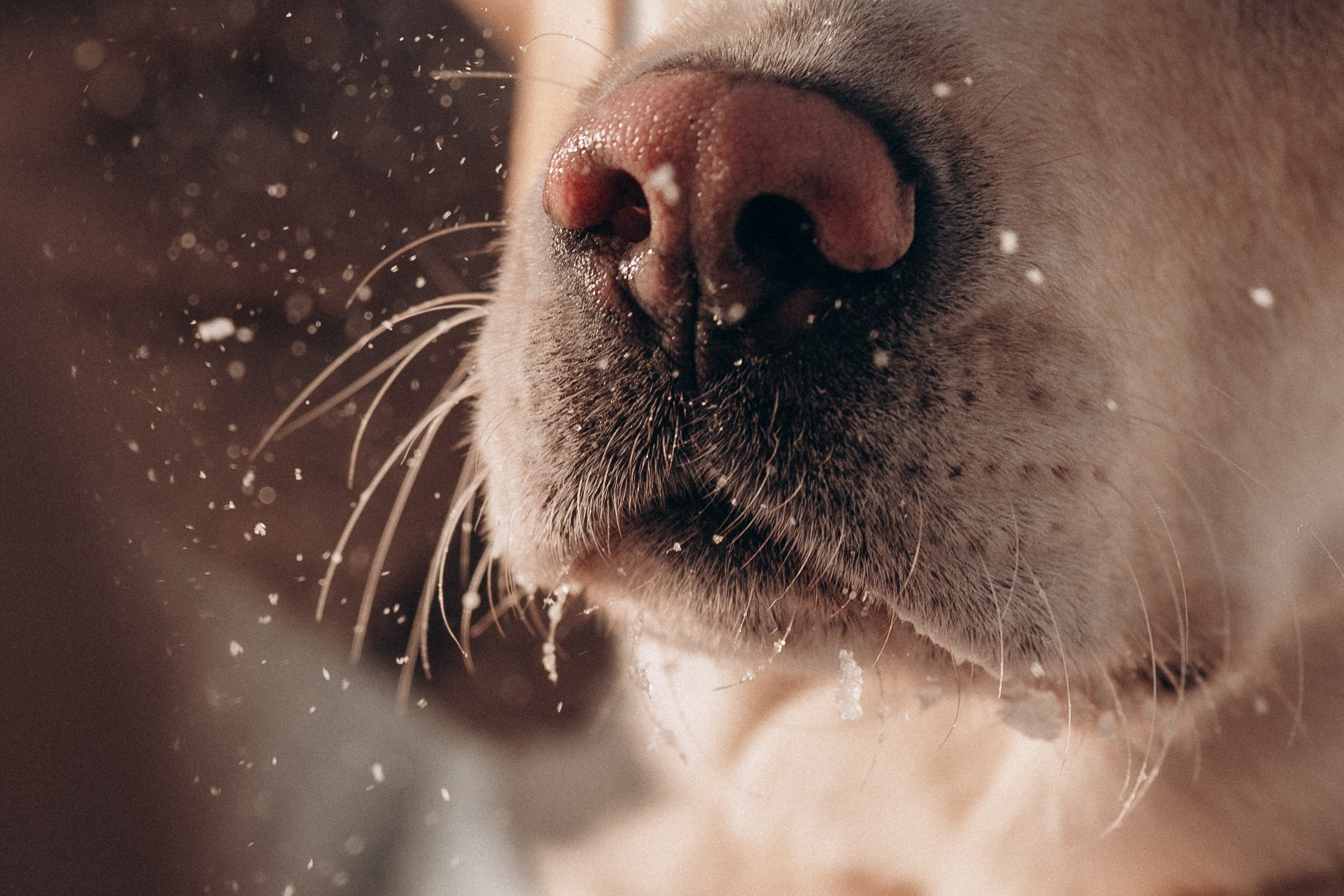 Анна, Влад и Рони. Семейный фотограф в Москве Дарья Пузикова