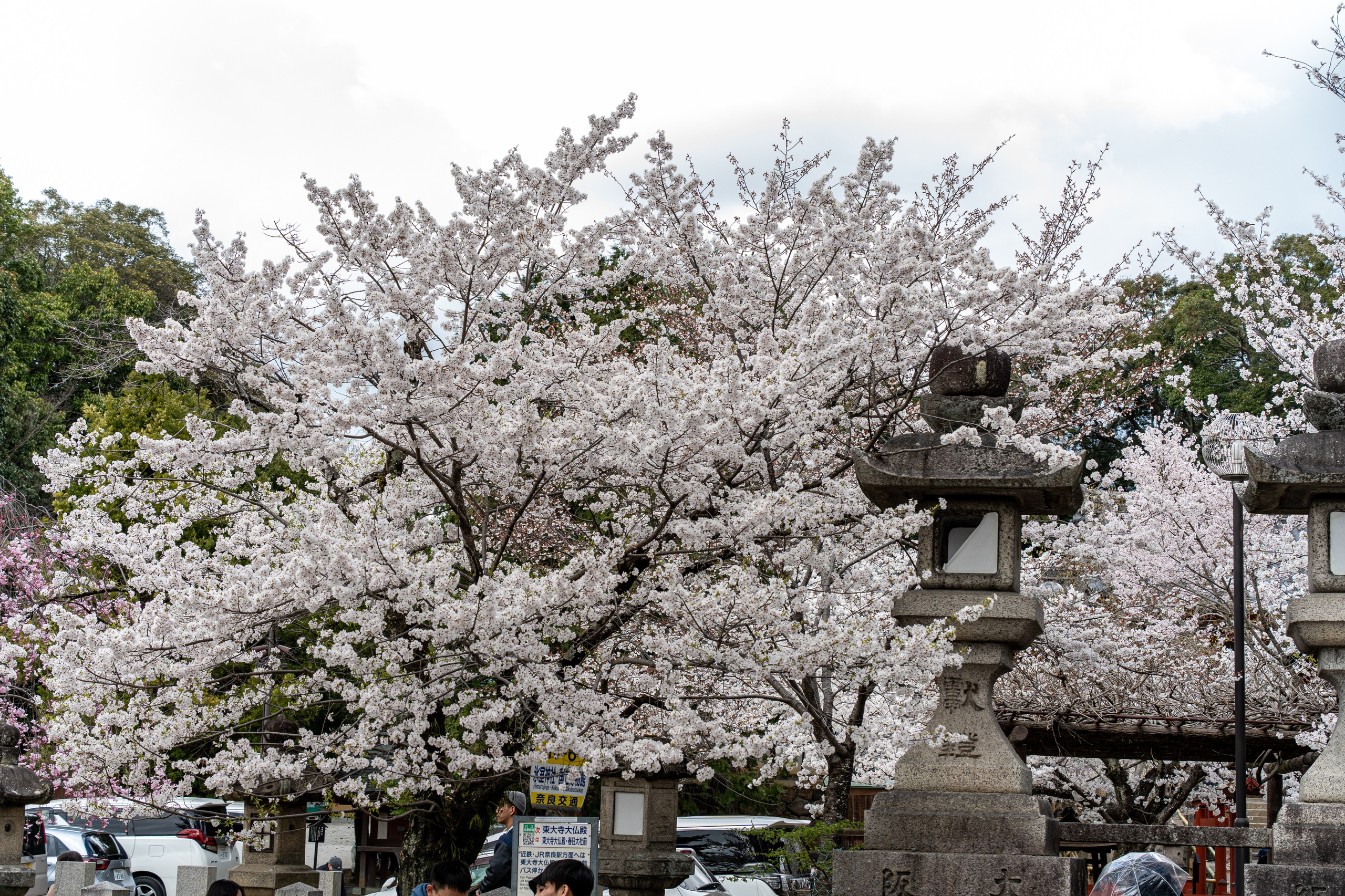 Япония, сакура. Творческие сьемки