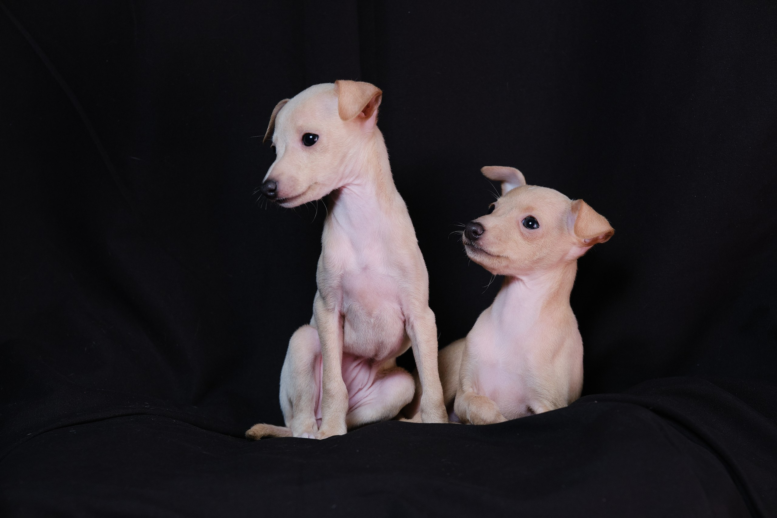 Кремовые детки. Профессиональный питомник левреток РКФ/FCI ASTI SAPPHIRE 💎 Сочи|Санкт-Петербург