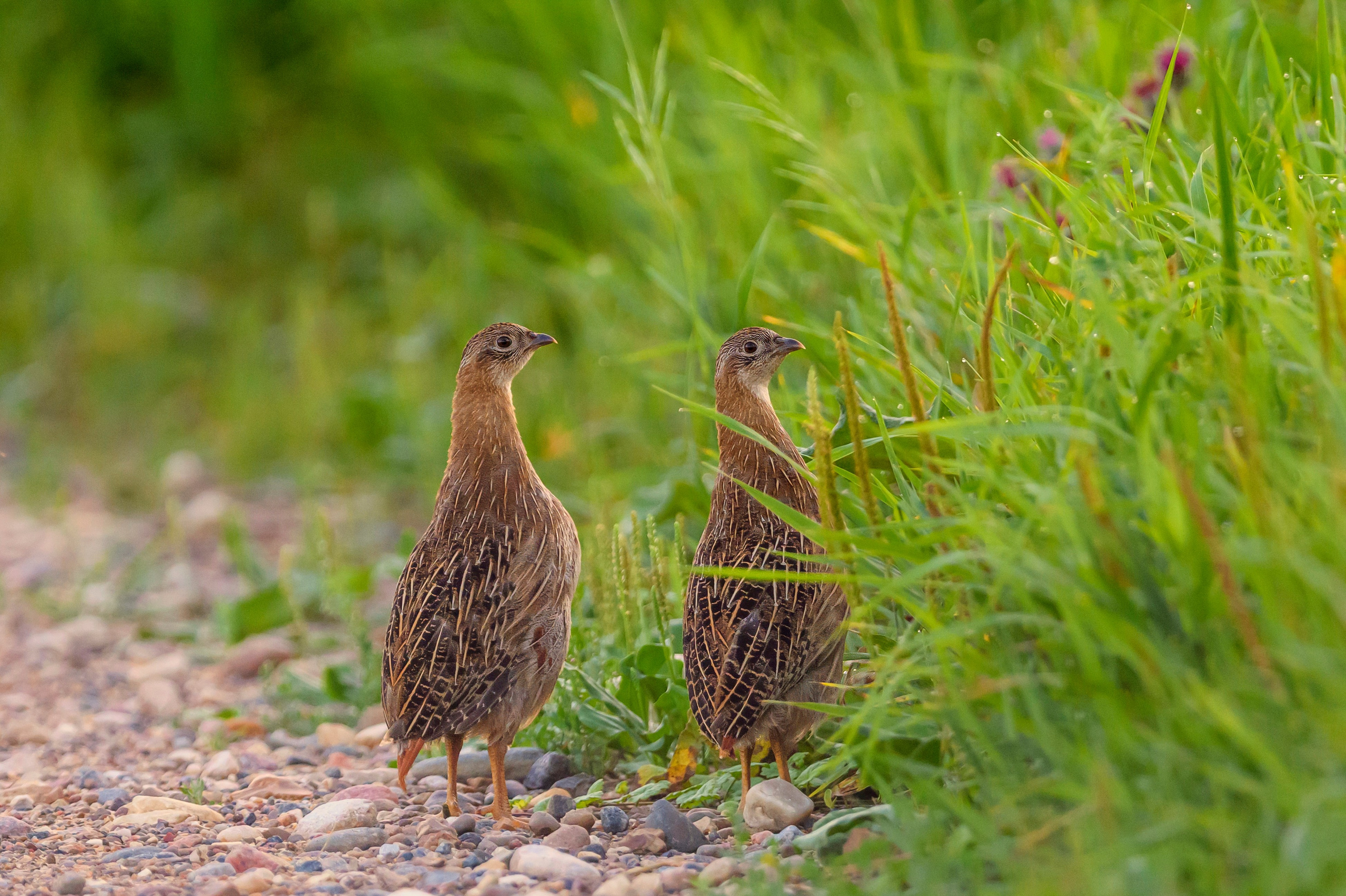 Подросшие птенцы куропатки. Wildlife photography by Sergey Puponin