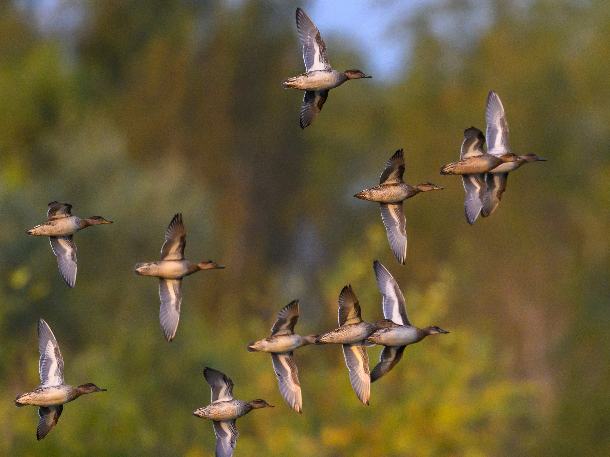 Утки. The ducks. Wildlife photography by Sergey Puponin