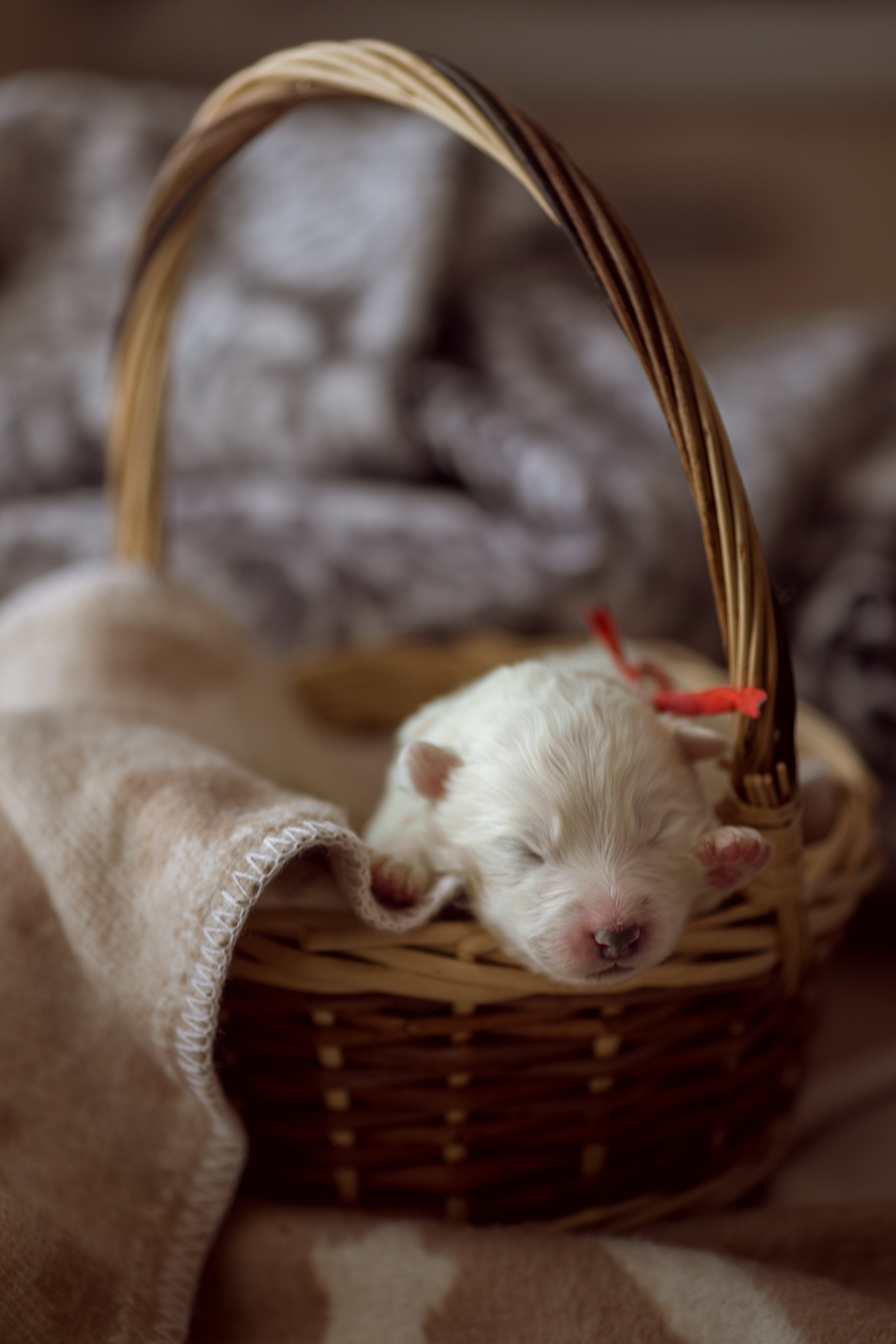 Съёмка щенков самоеда