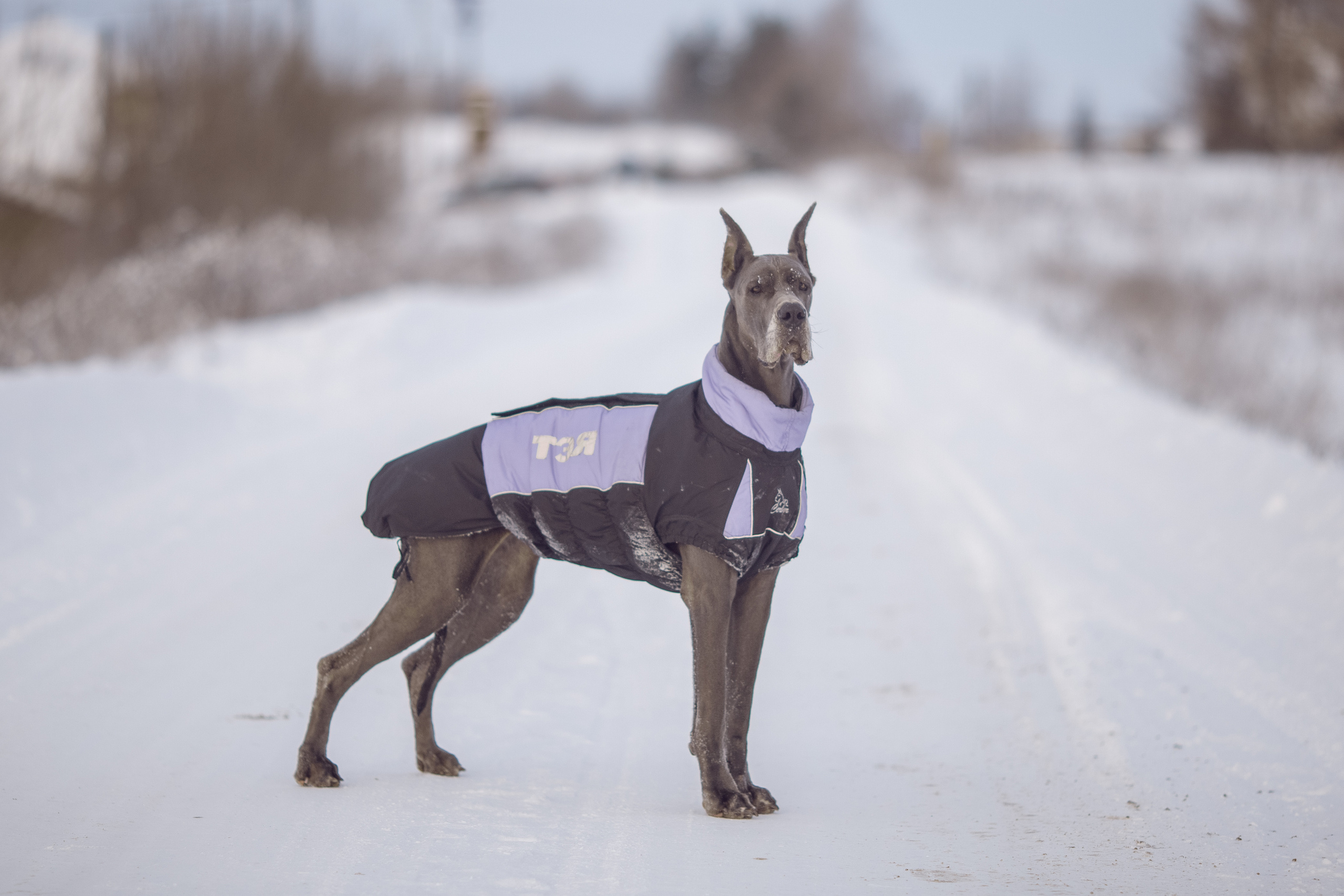 Серия фото с немецким догом