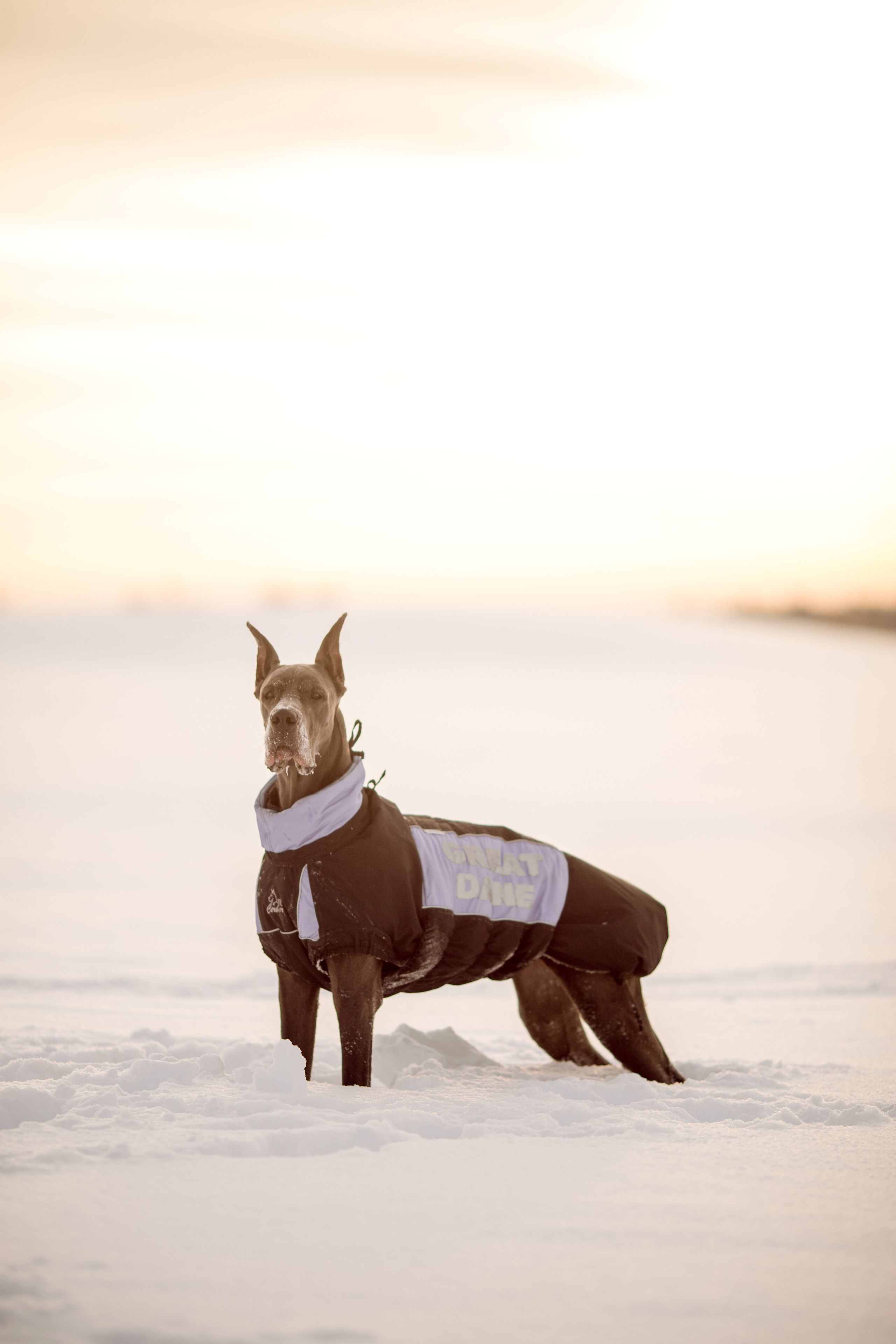 Серия фото с немецким догом