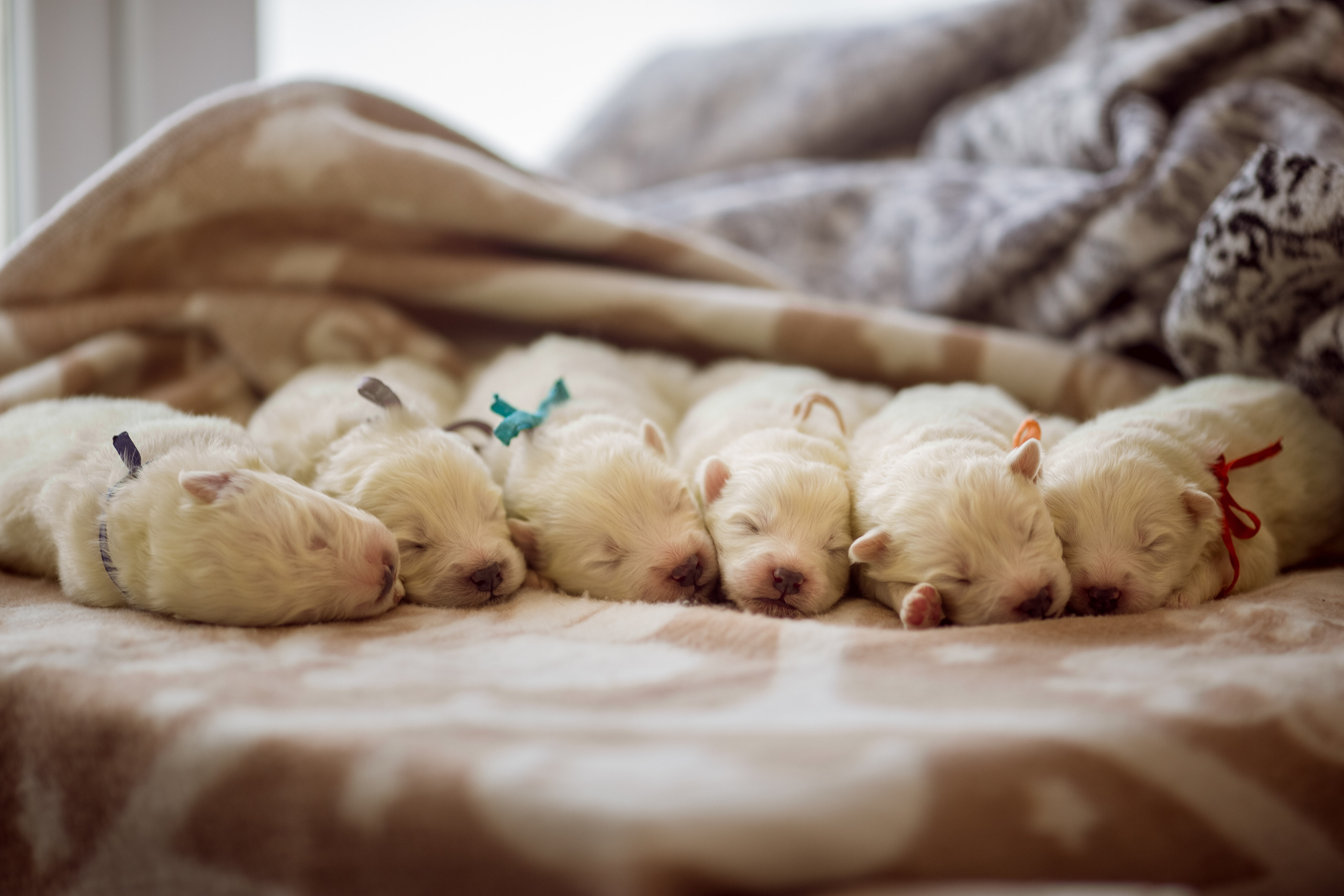 Съёмка щенков самоеда