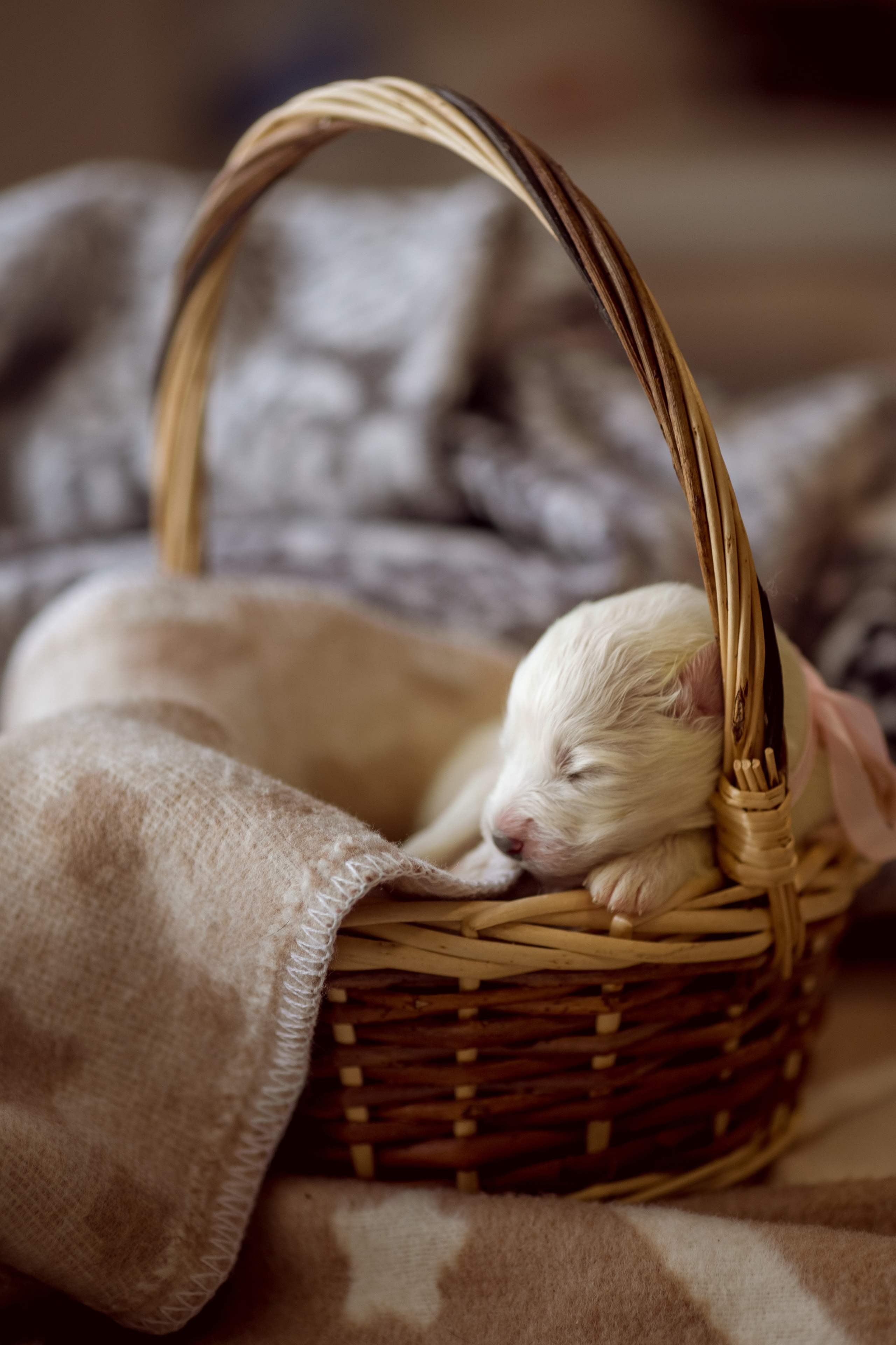 Съёмка щенков самоеда